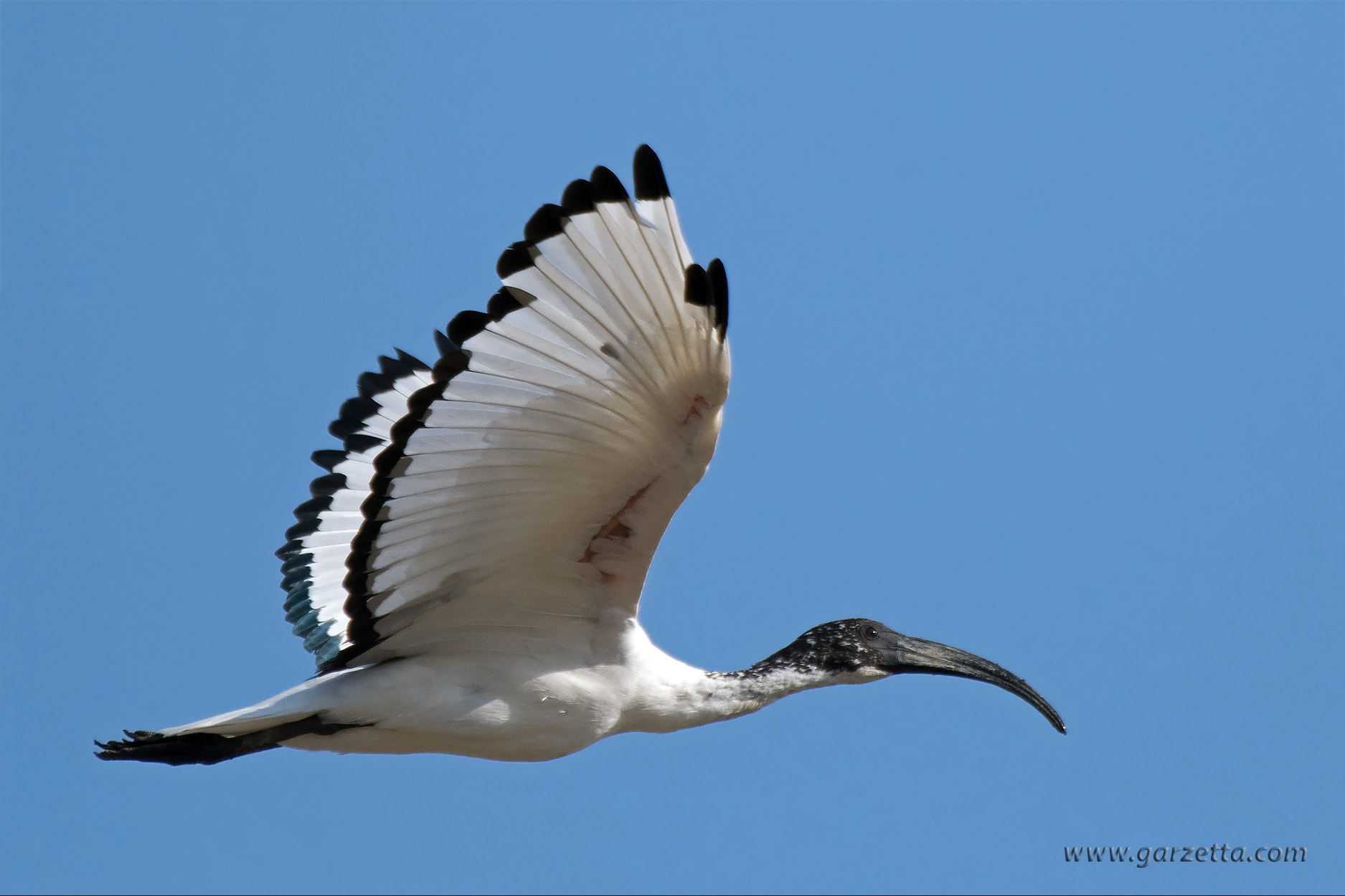 Ibis Sacro (Threskiornis aethiopica)