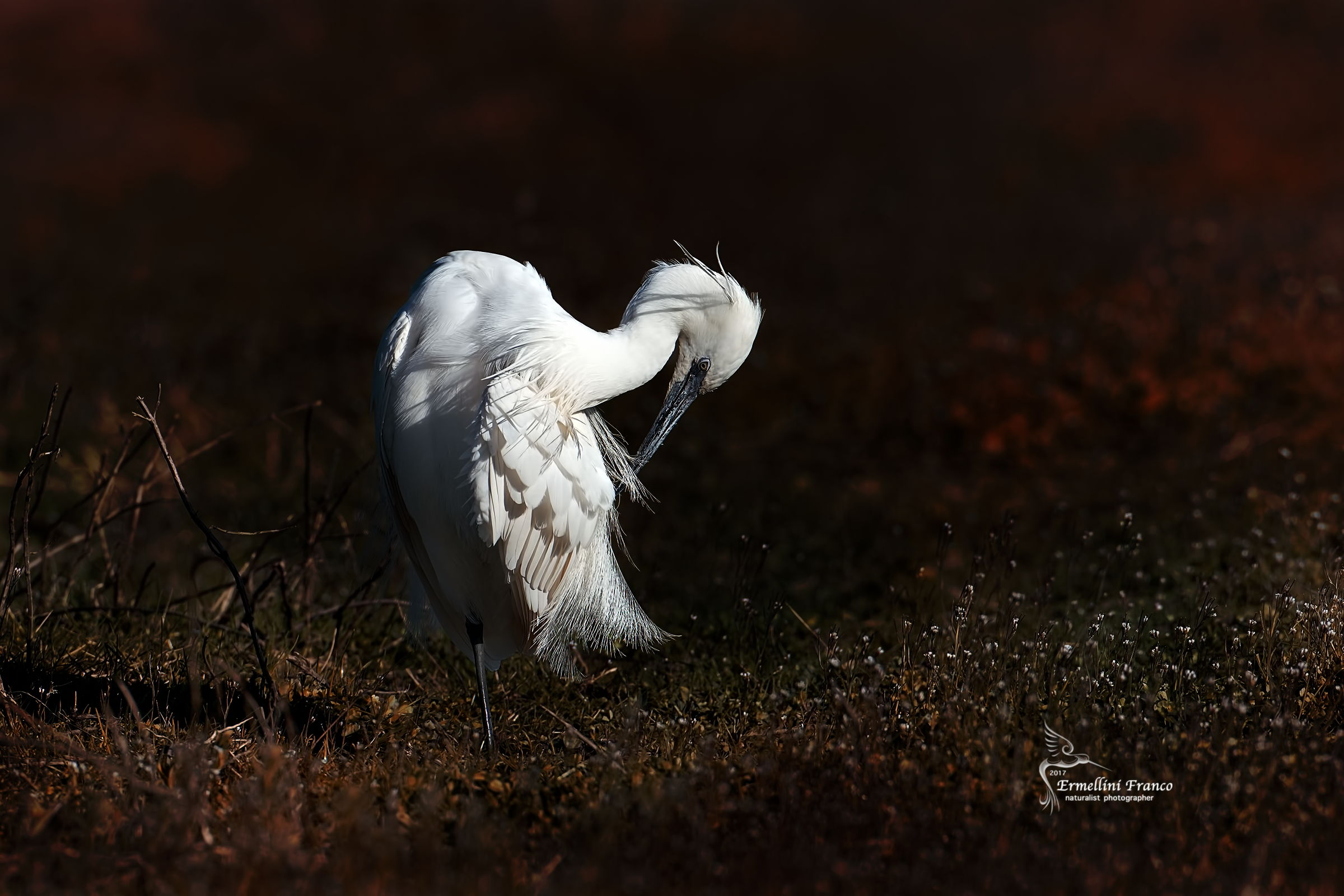 Egret