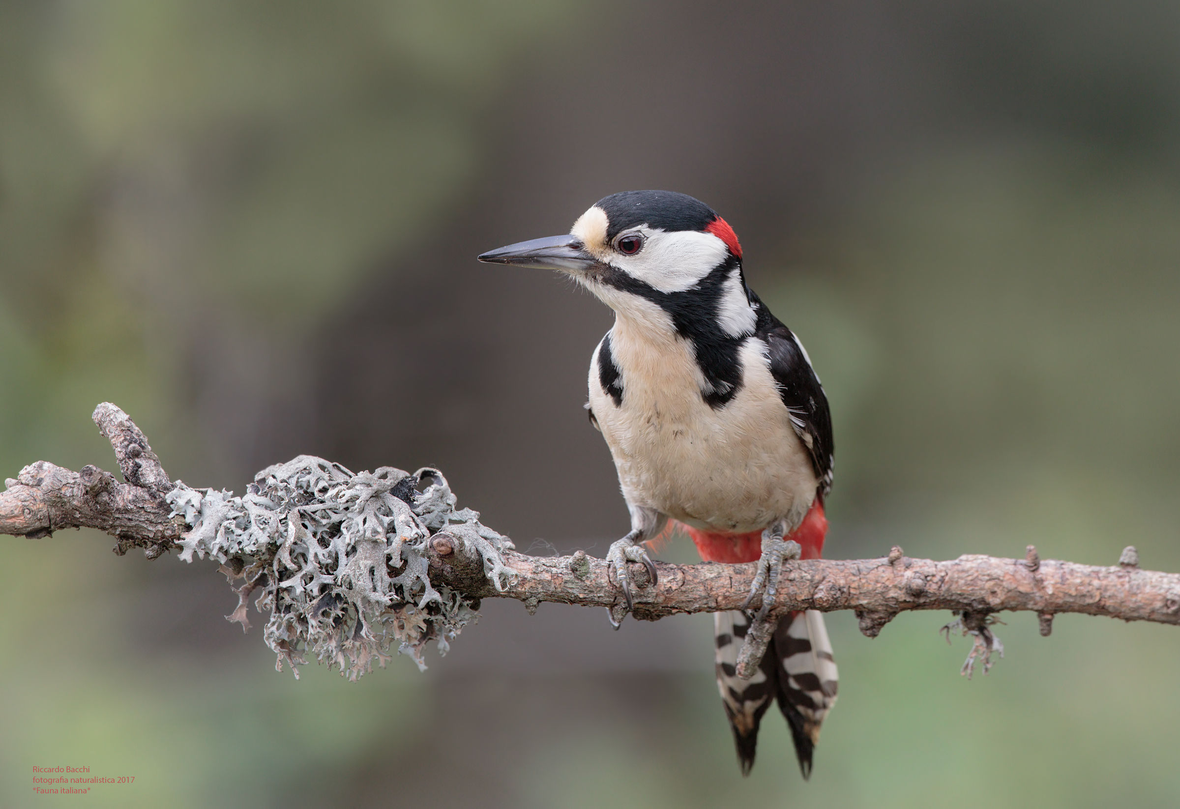 Picchio Rosso Maggiore,  Licheni e Larice