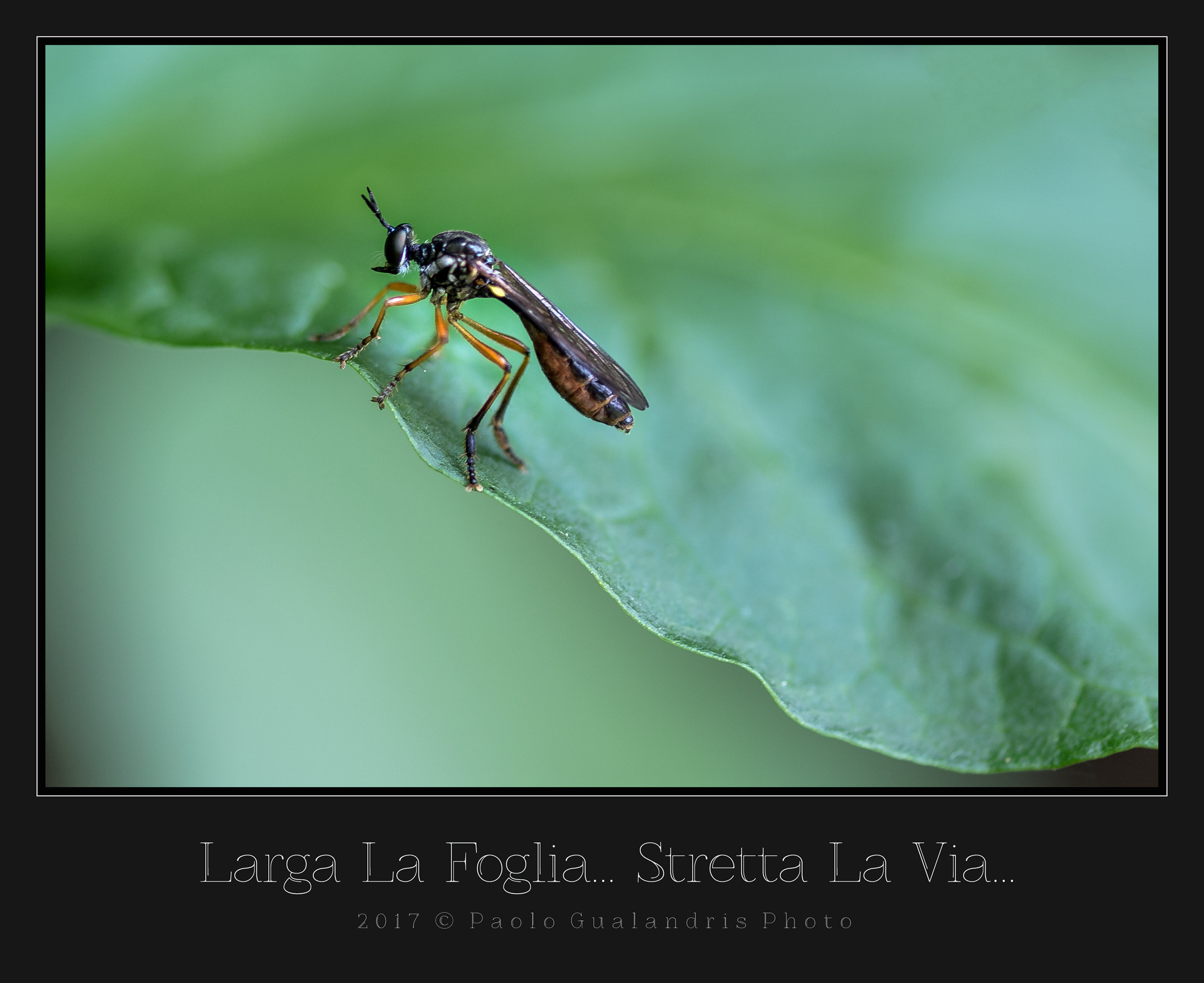 Larga La Foglia...  Stretta la Via...