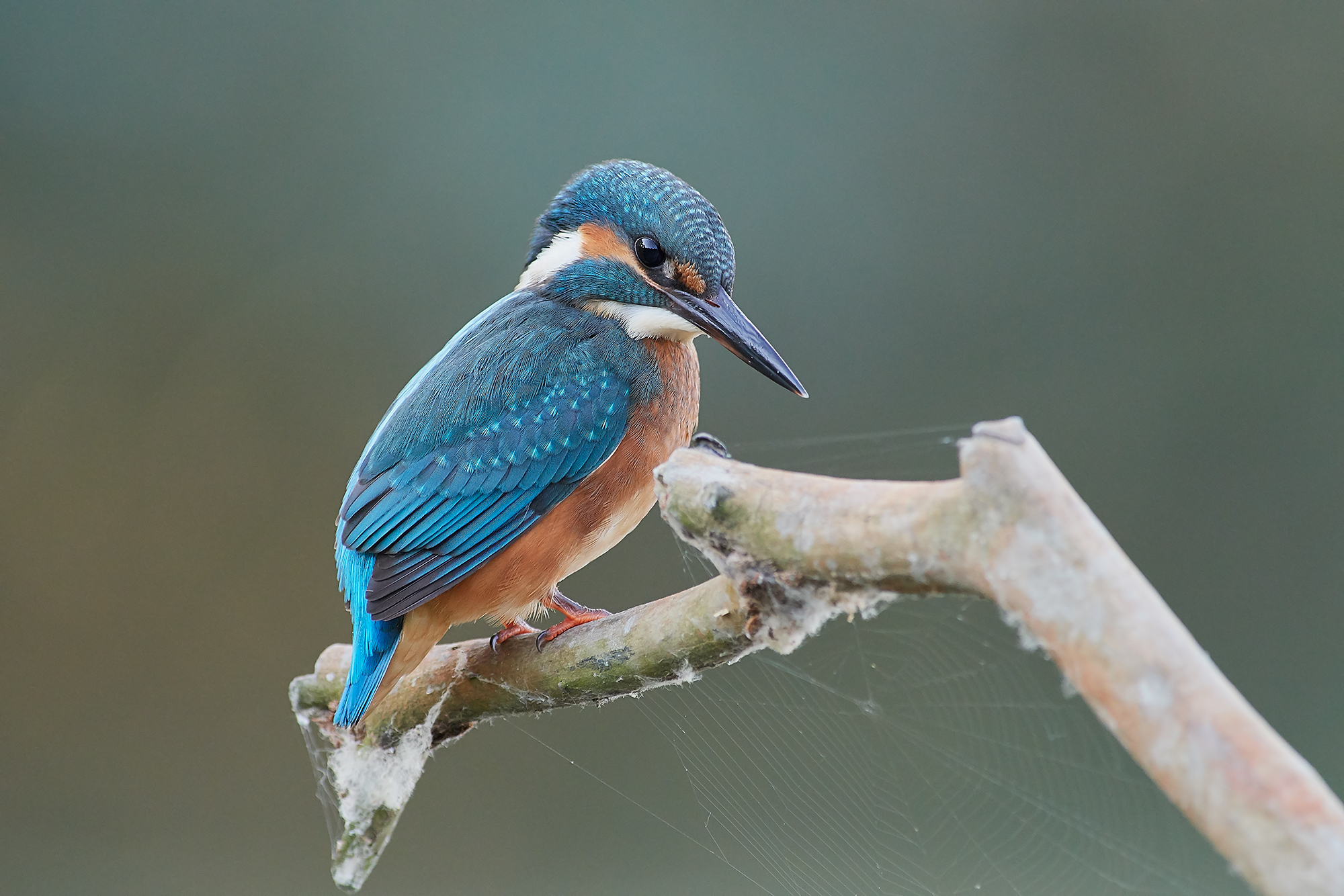 Kingfisher