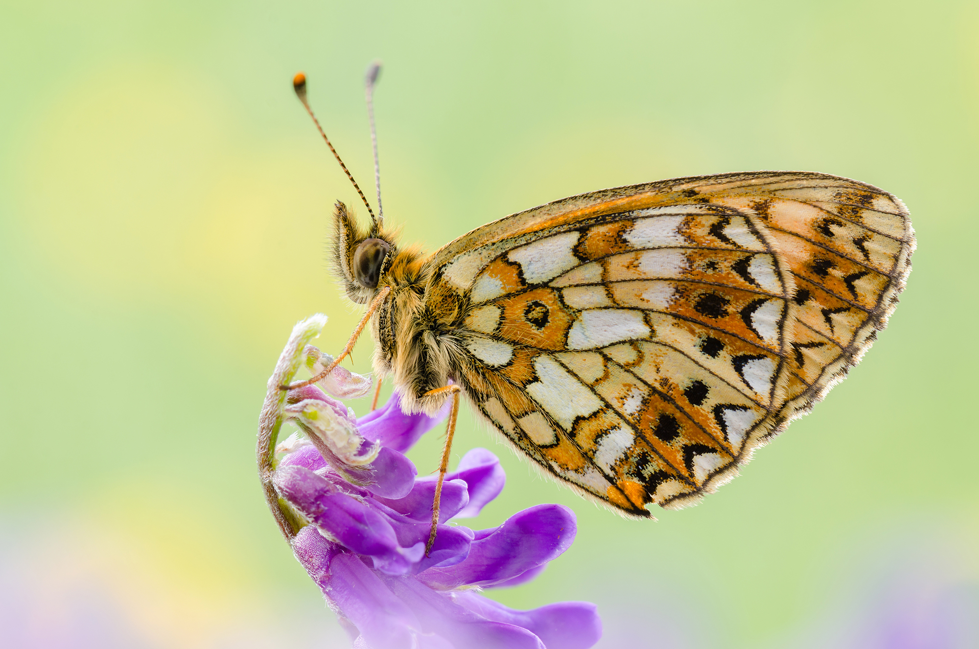 Boloria selene
