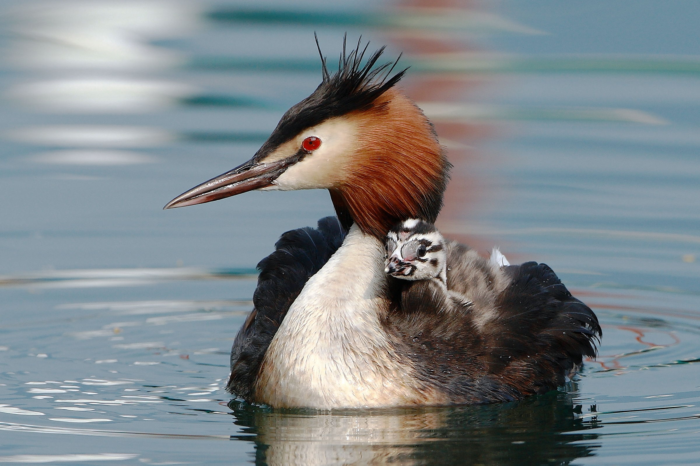 Portrait of little mother.
