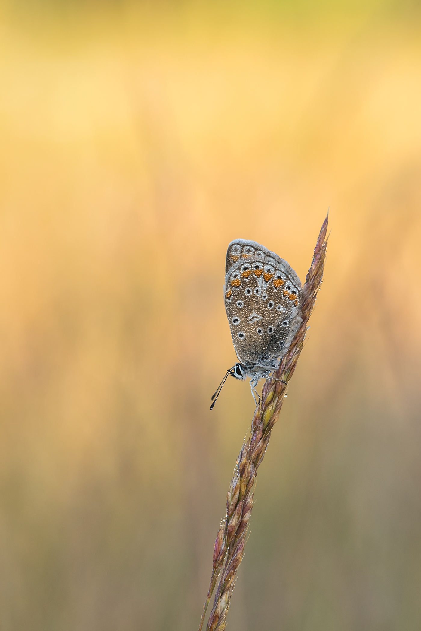 Common blue (Polyommatus icarus)