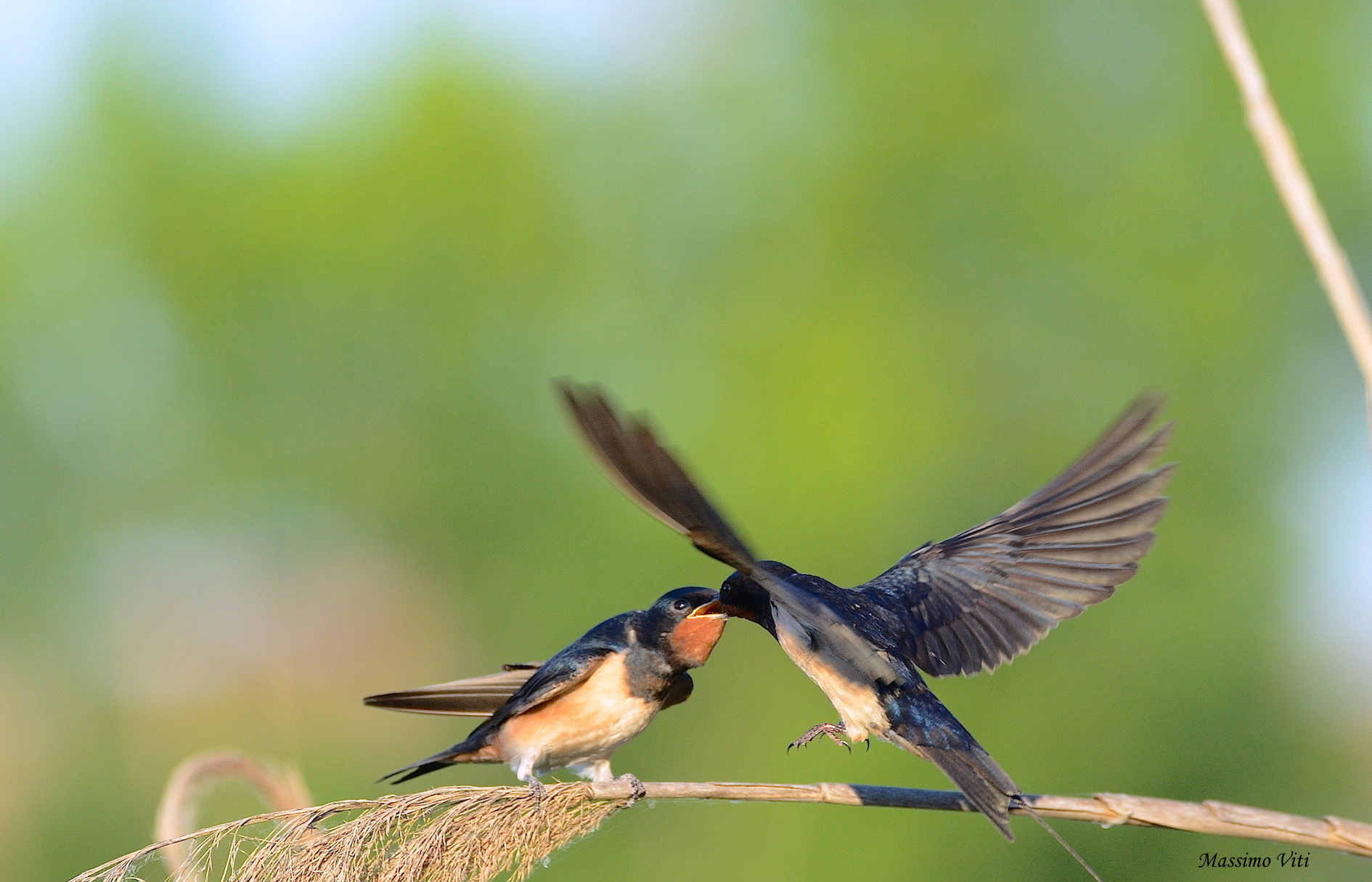 " L'imbeccata n.2 " Rondine comune