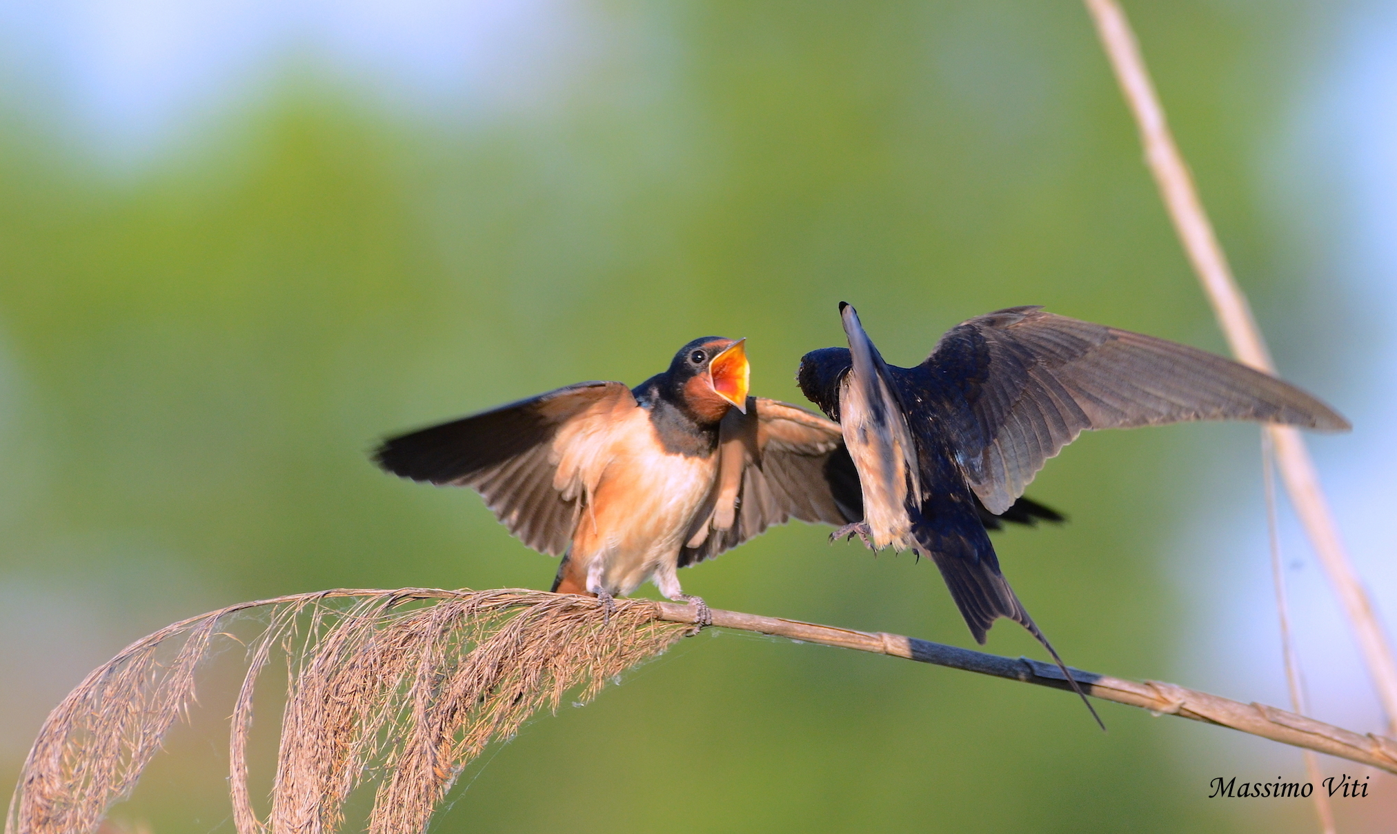 " L'imbeccata n3 " Rondine comune