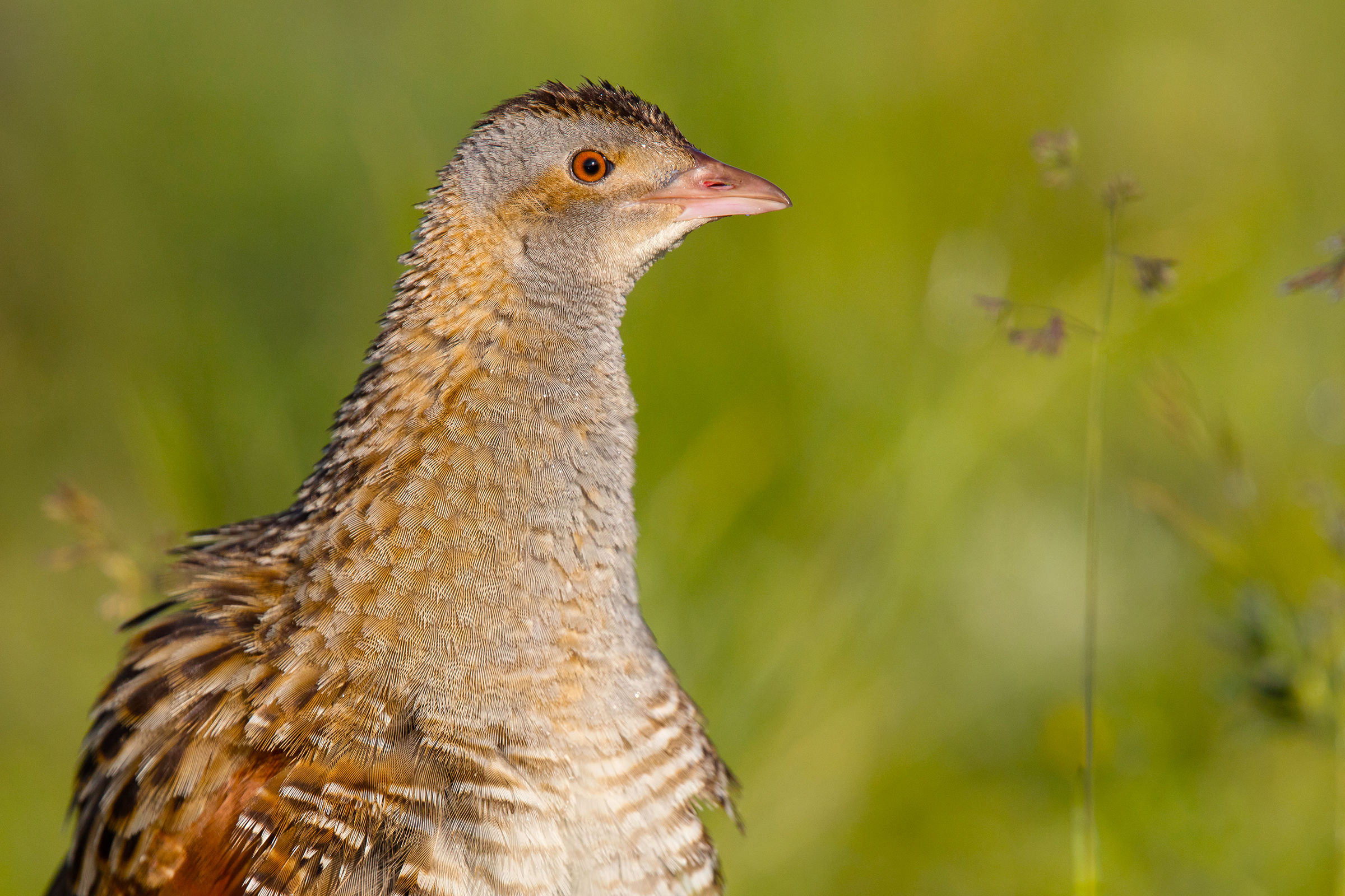 Corncrake (Crex crex)