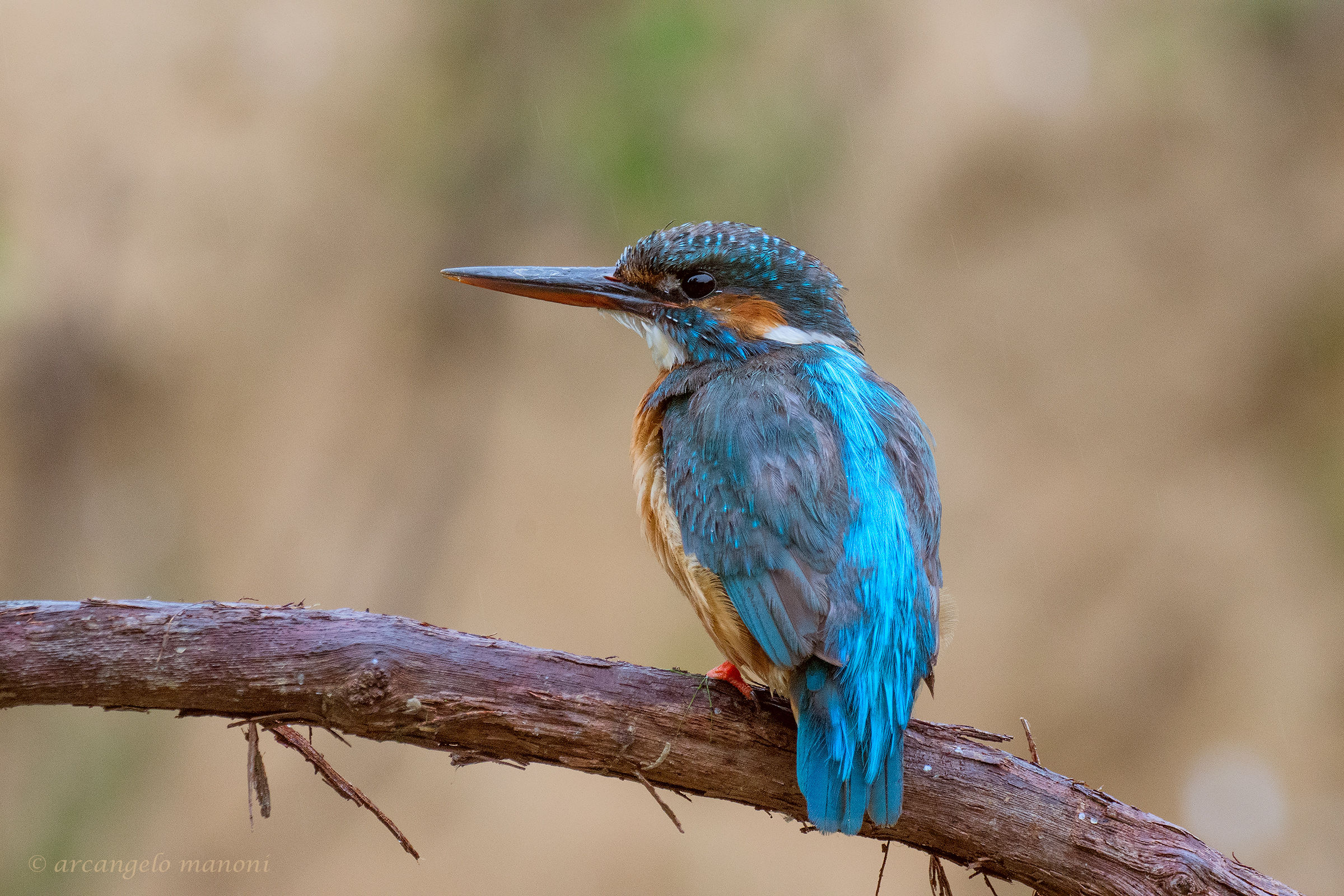 Martino sotto una pioggerellina