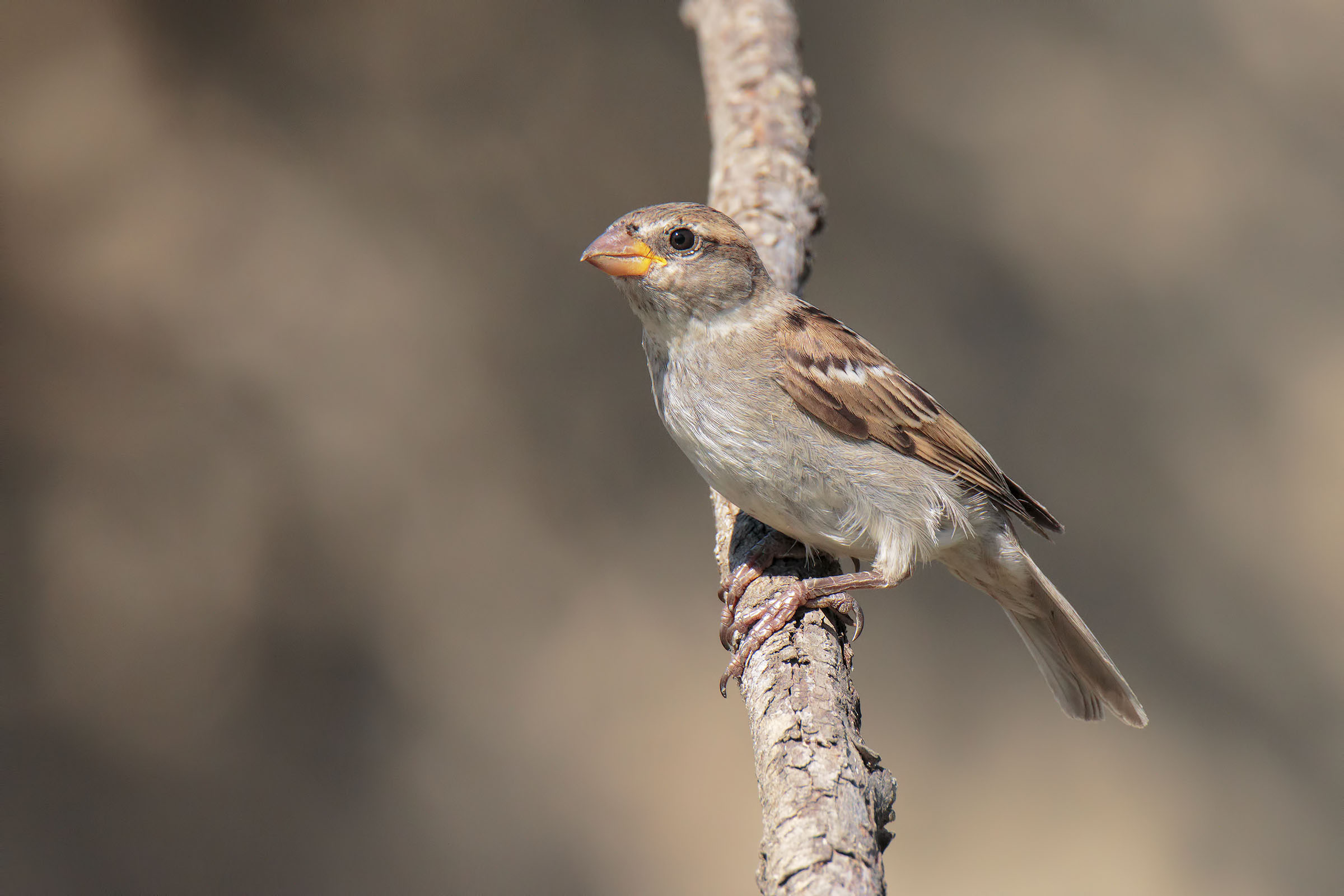 Sparrow juvenes