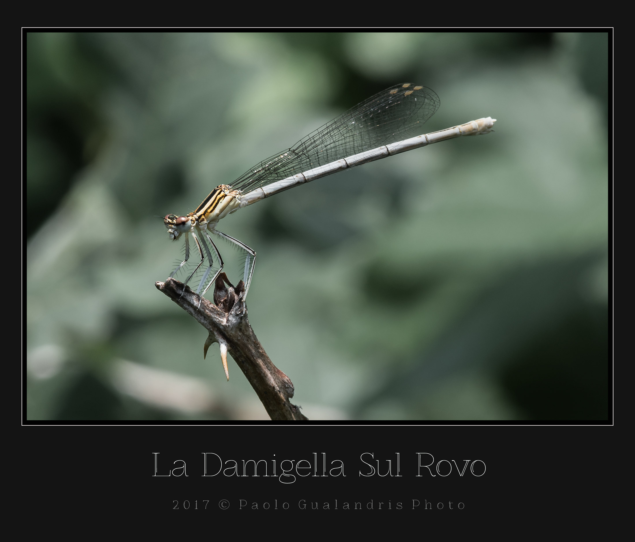 La Damigella Sul Rovo