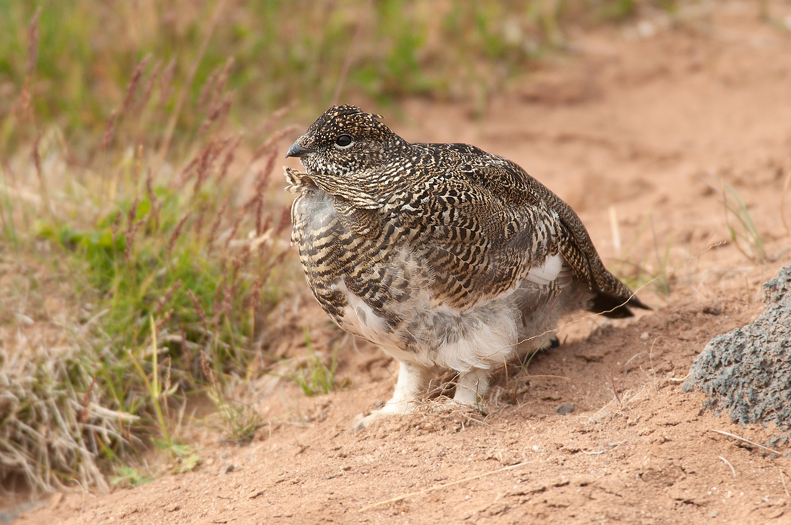 Ptarmigan
