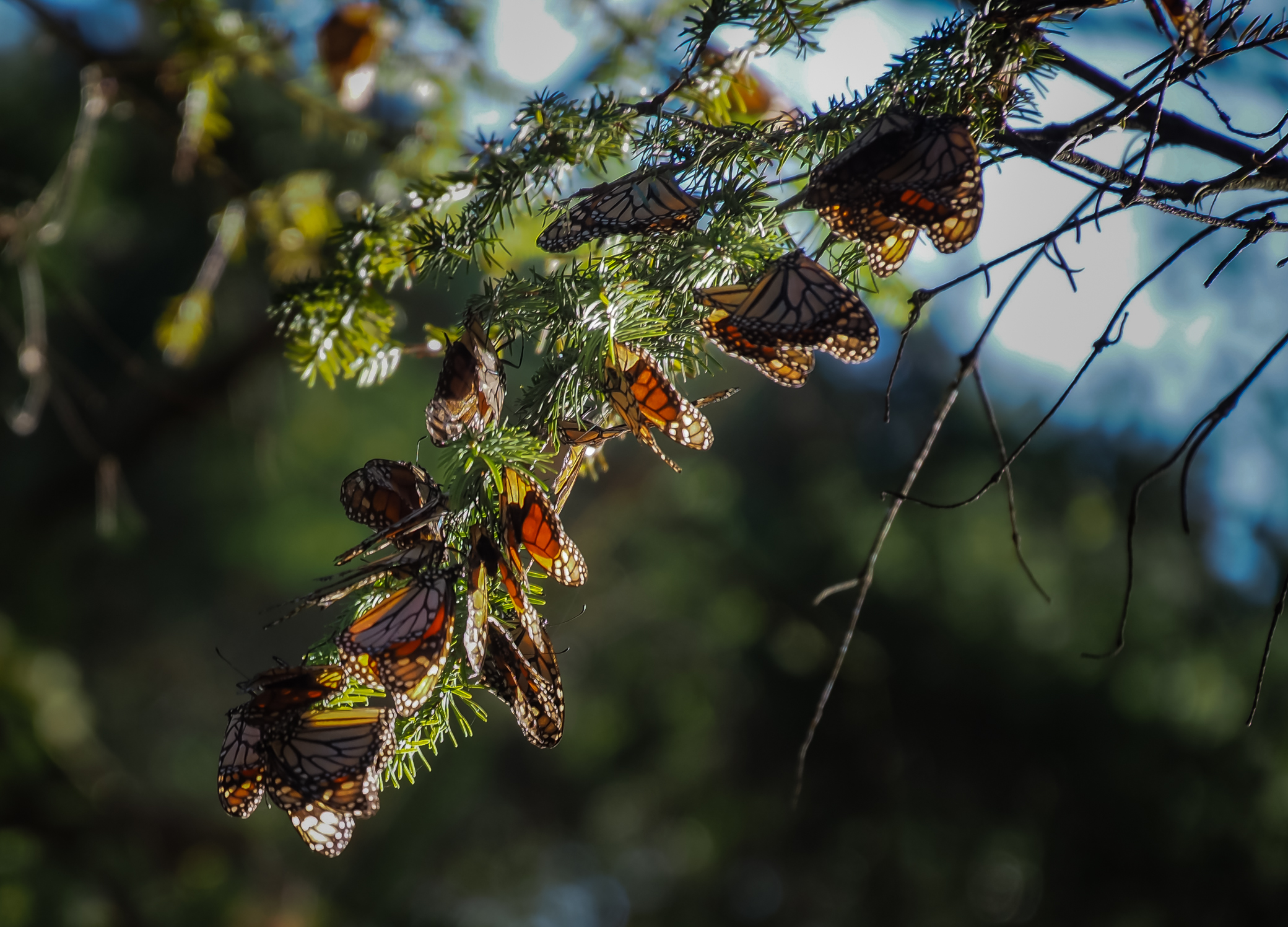 Farfalla Monarca Michoacan Mex
