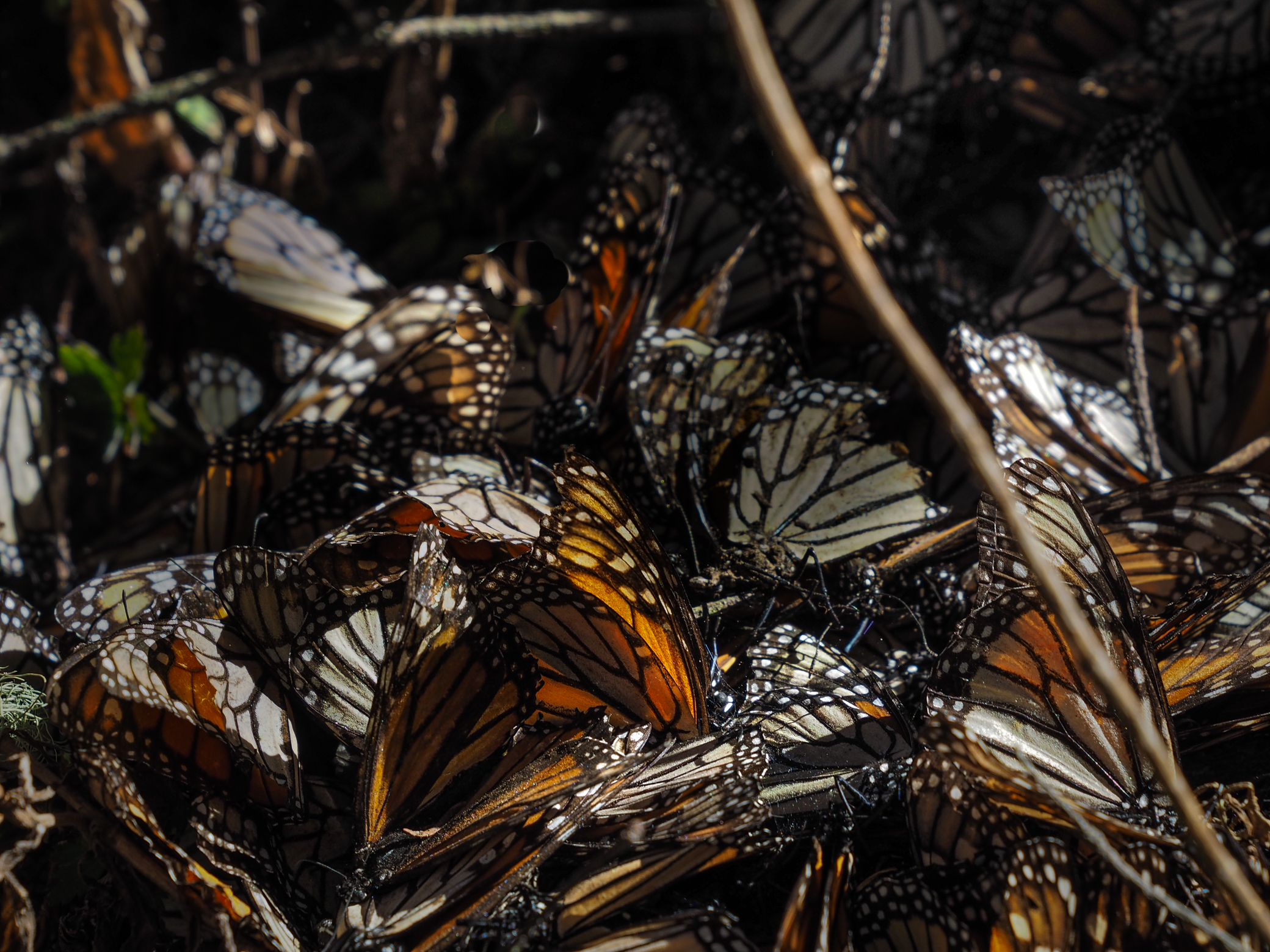 Farfalla Monarca Michoacan Mex