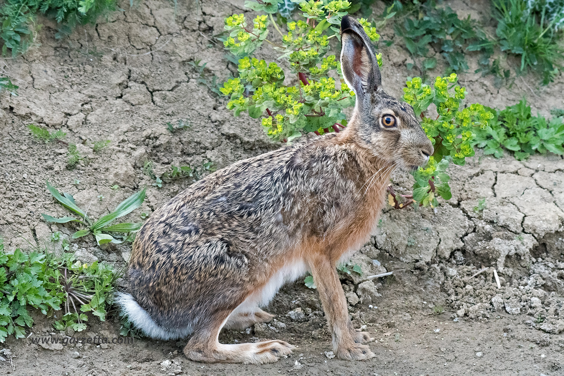 European hare