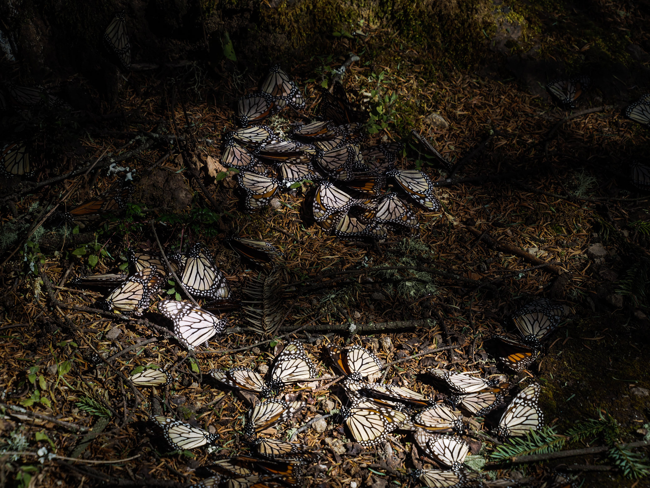 In attesa di essere svegliati dal bacio del sole