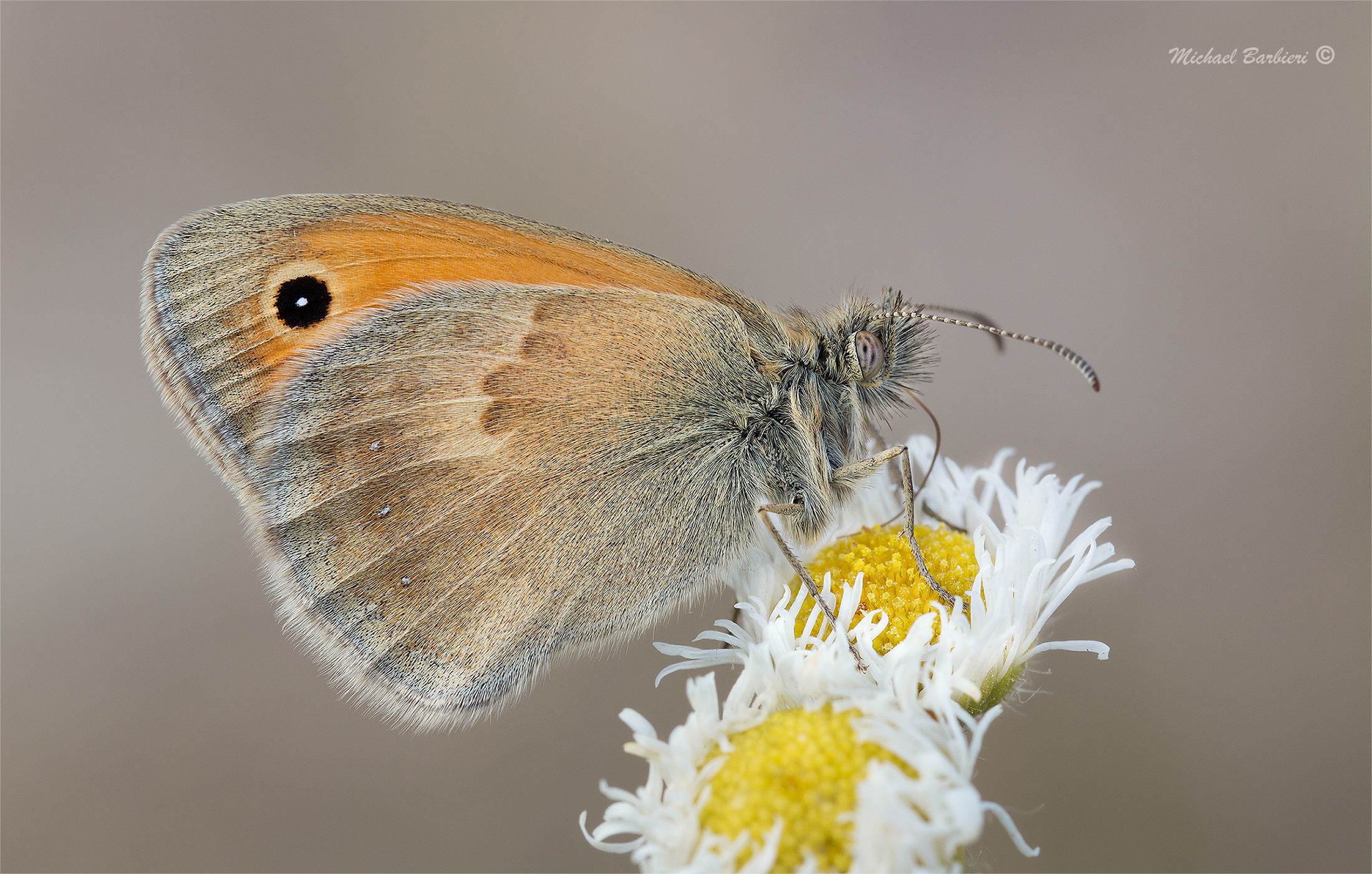 Coenonympha pamphilus