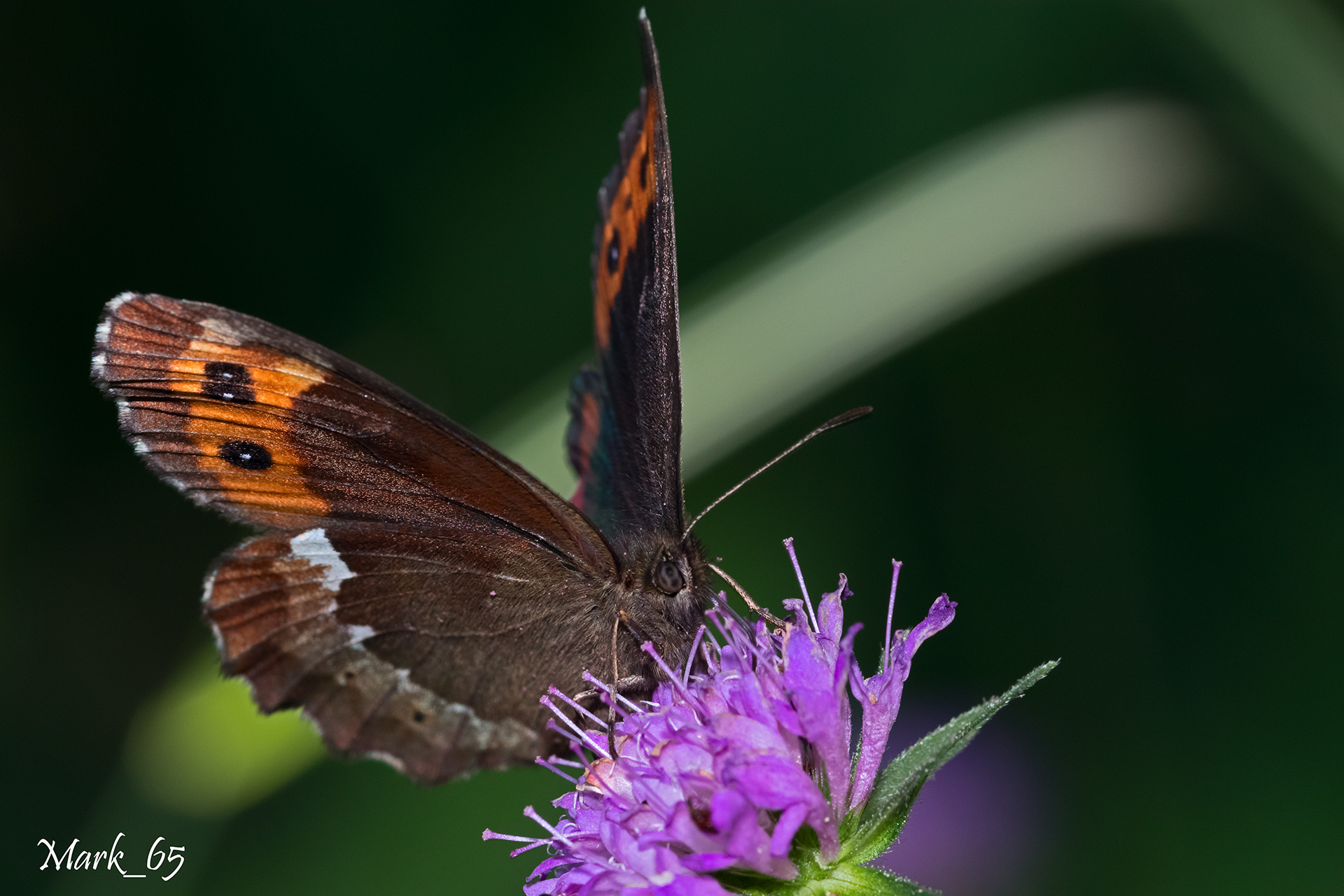 erebia euryale