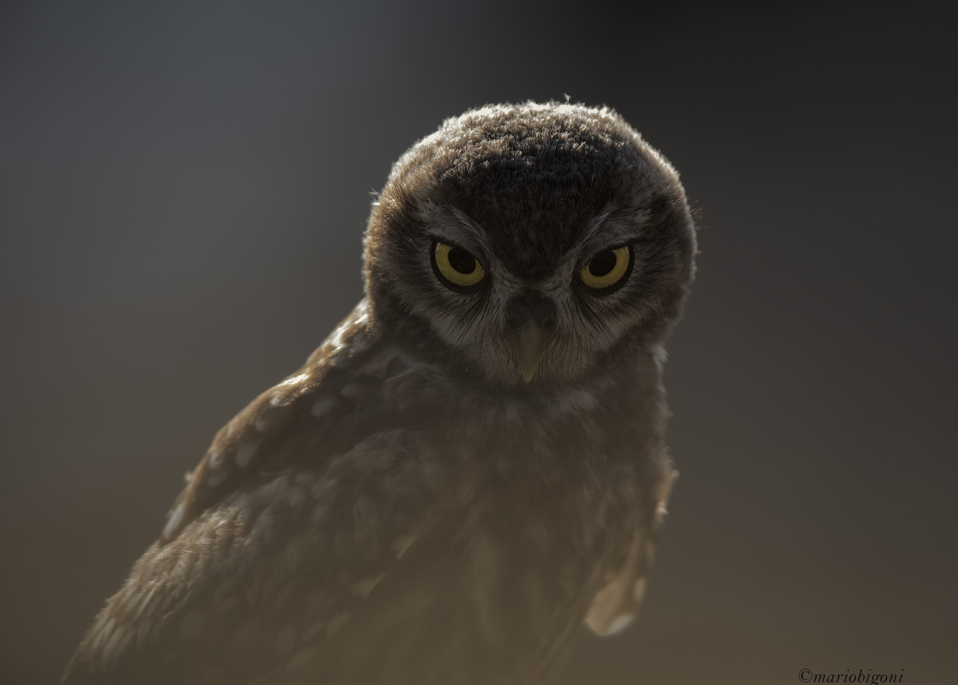 Owl