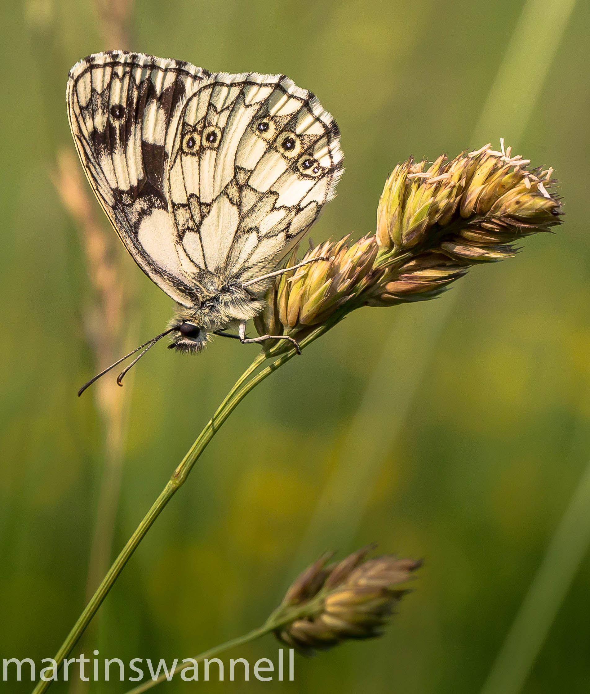 Marbled White