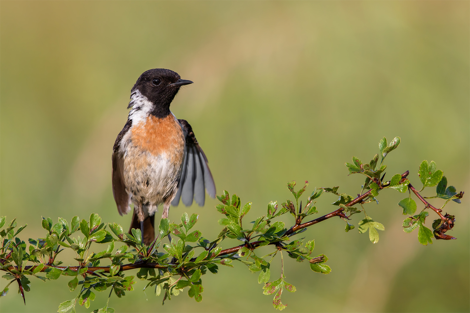 Stonechat