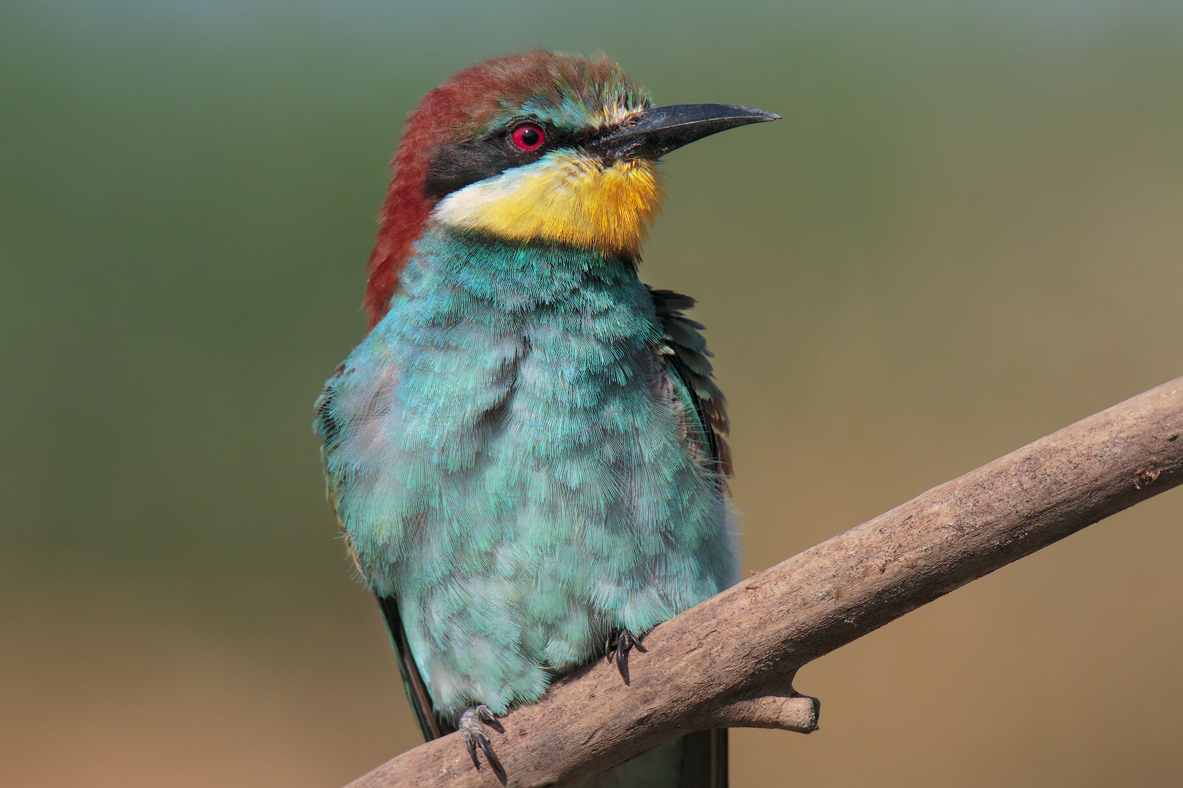 Bee eater