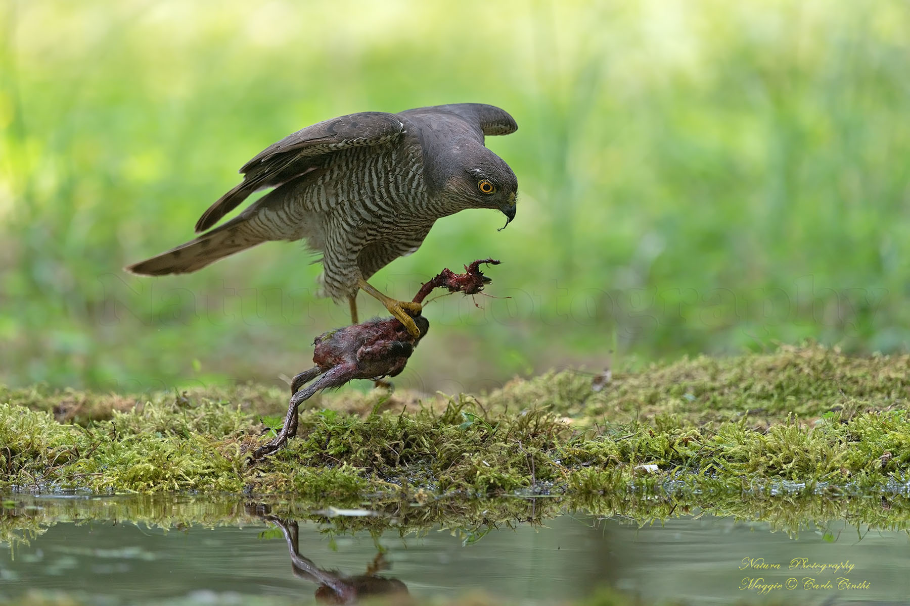 Female sparrows with prey