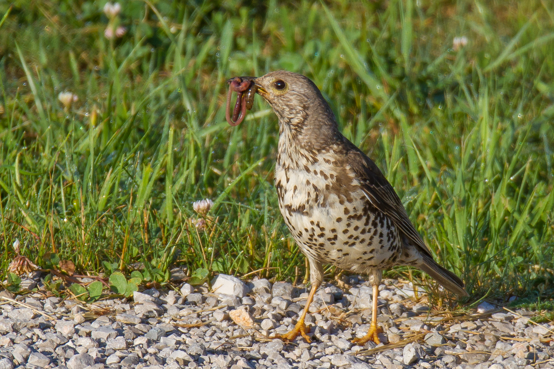 mistle thrush