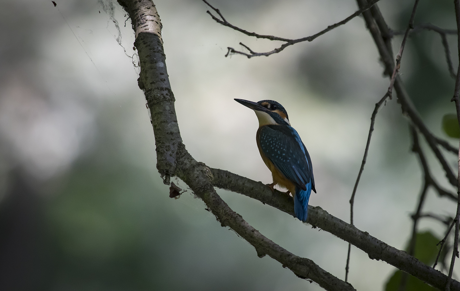 Kingfisher