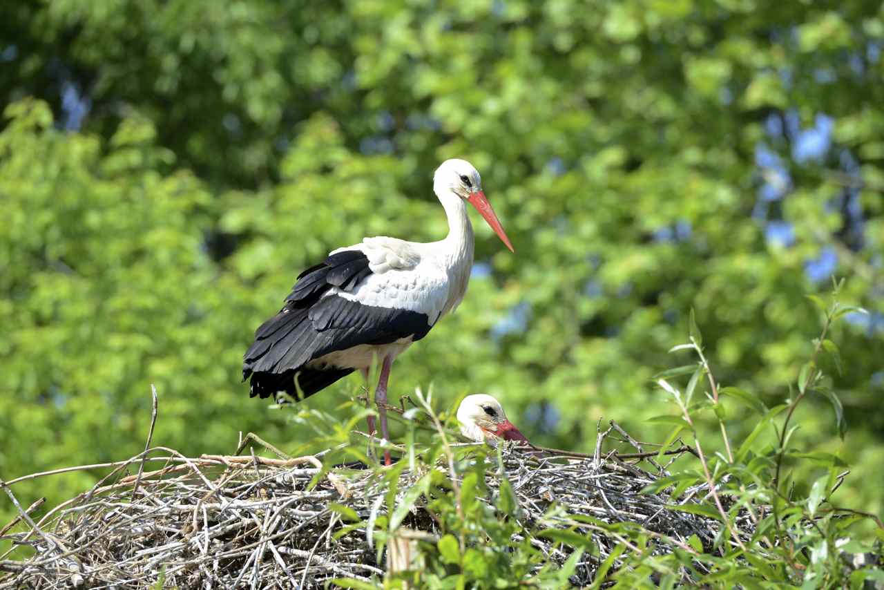 Stork
