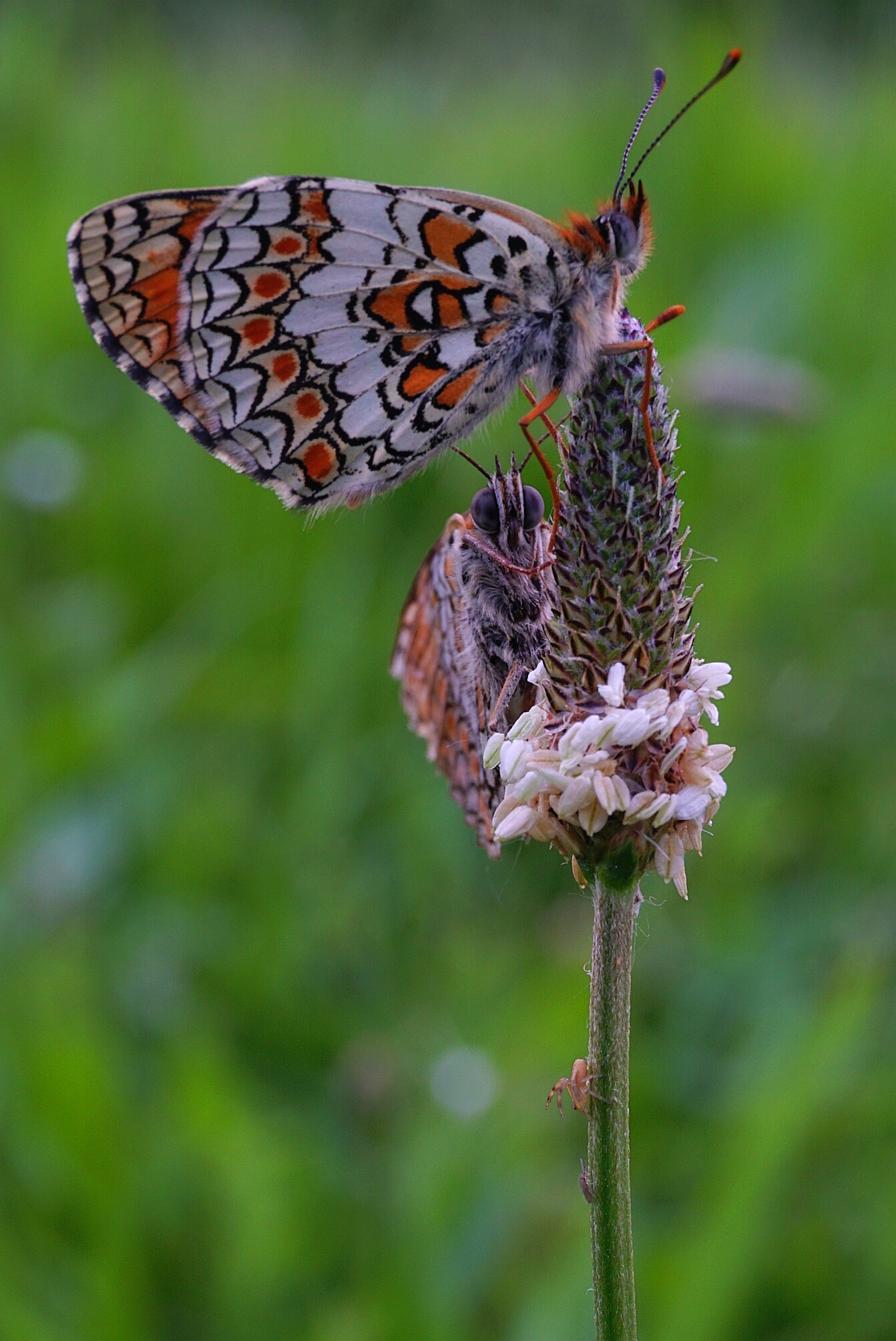 Melitaea phoebe