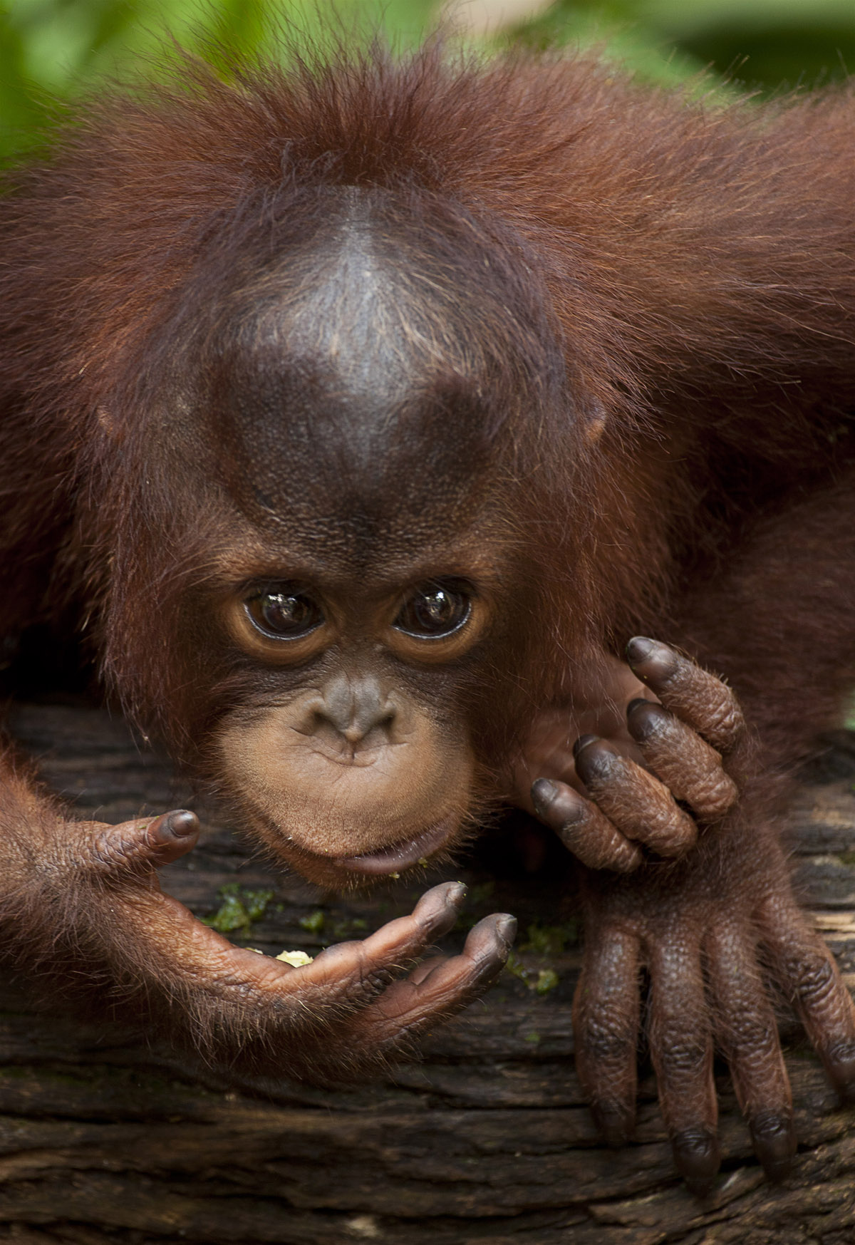 Ritratti da Primati 2