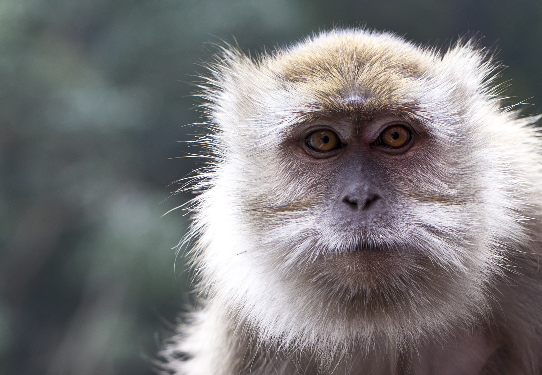 Ritratti da Primati 3