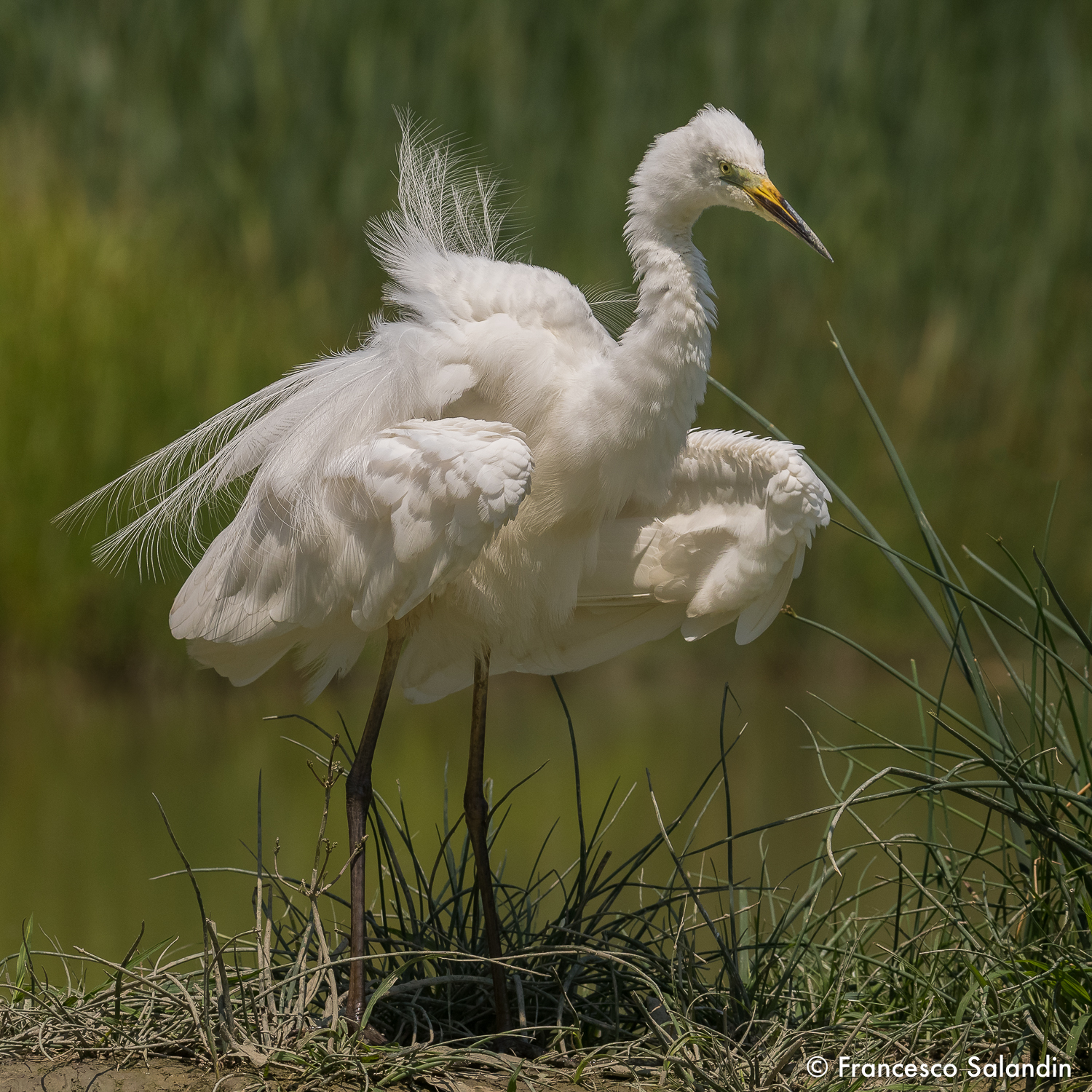 Airone bianco maggiore