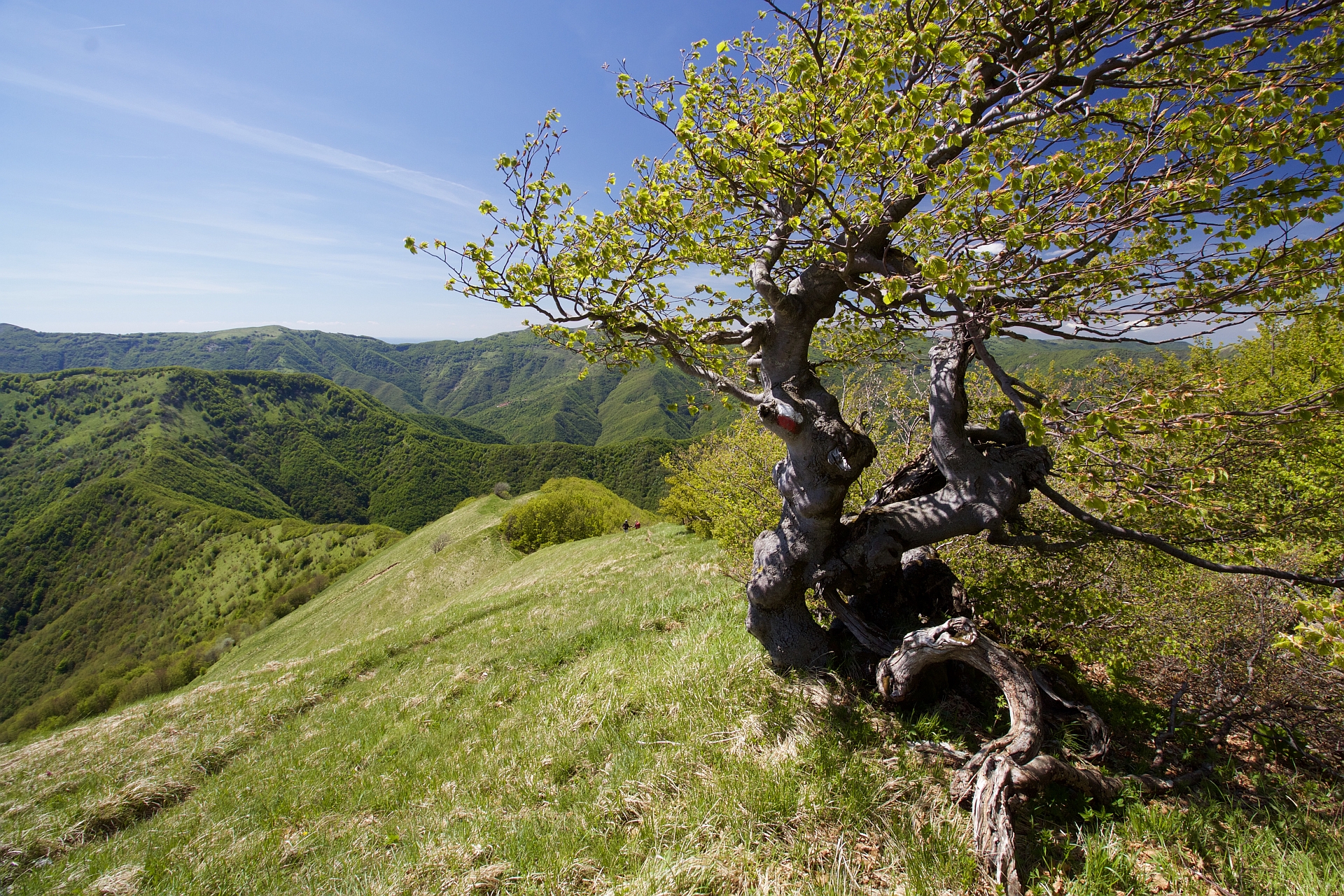 The beech of the Alphaeus