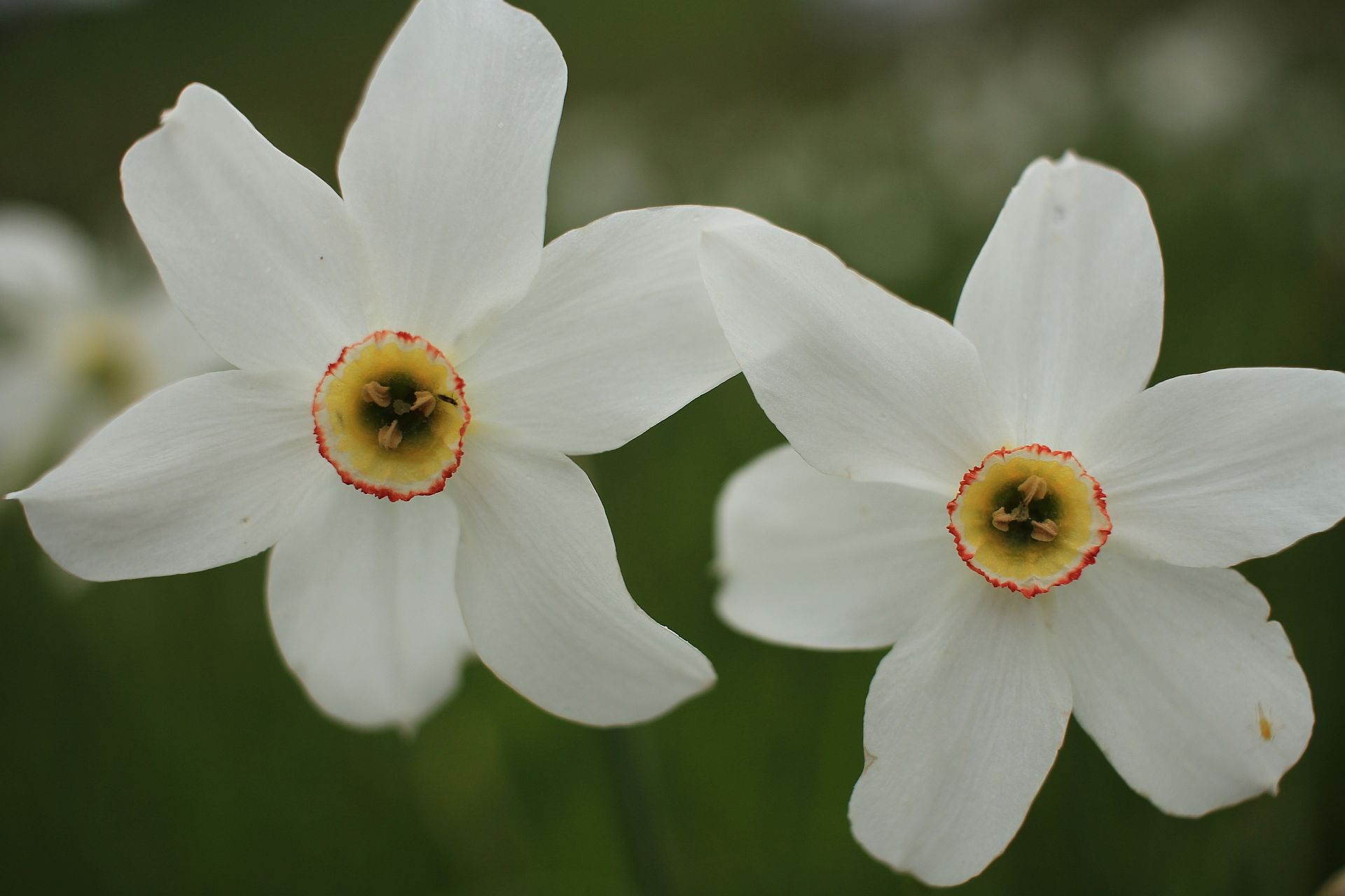 Narcissus with a guest