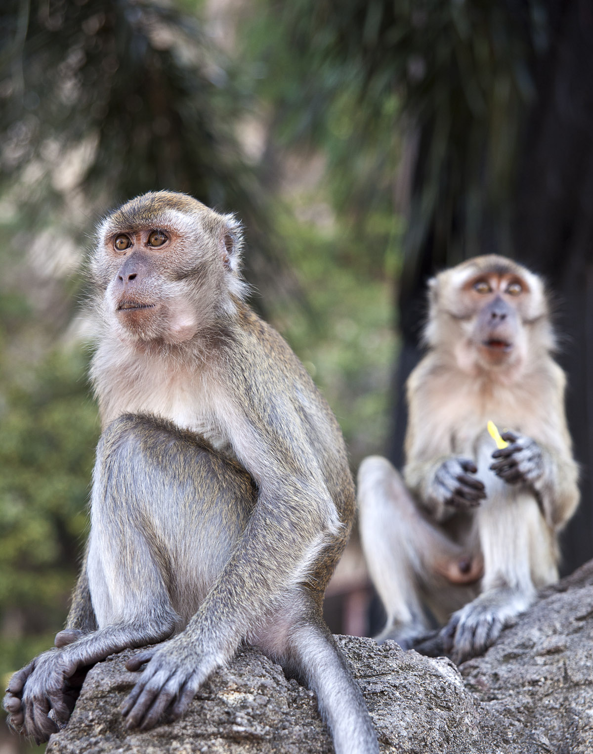 Ritratti da Primati 4