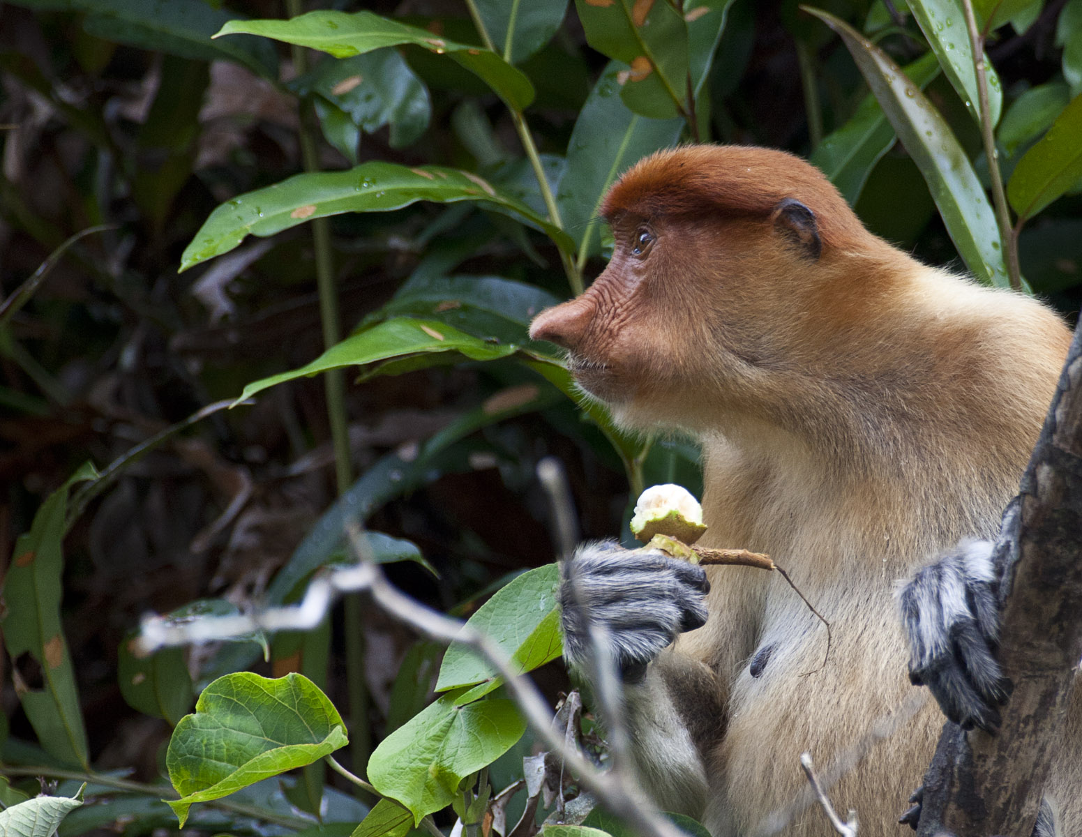 Ritratti da Primati 5