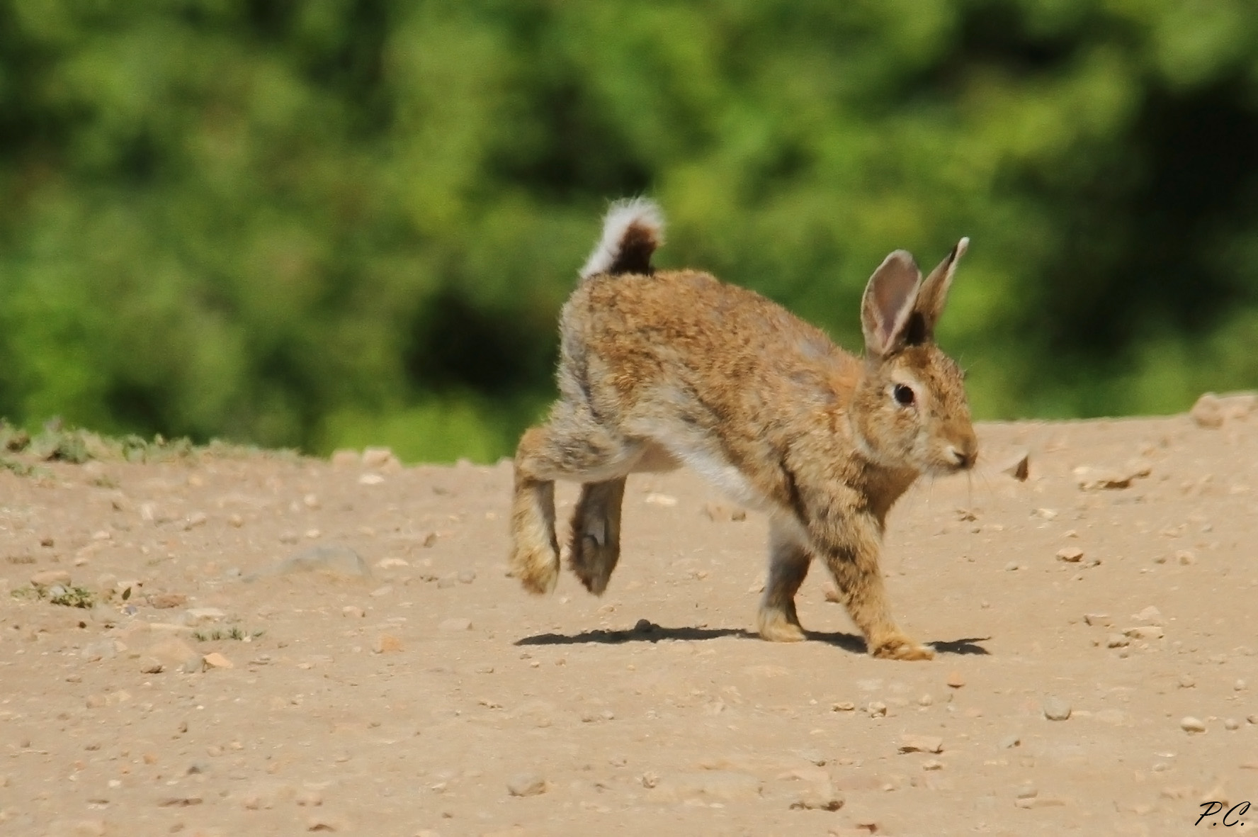 4 jumps into the afa