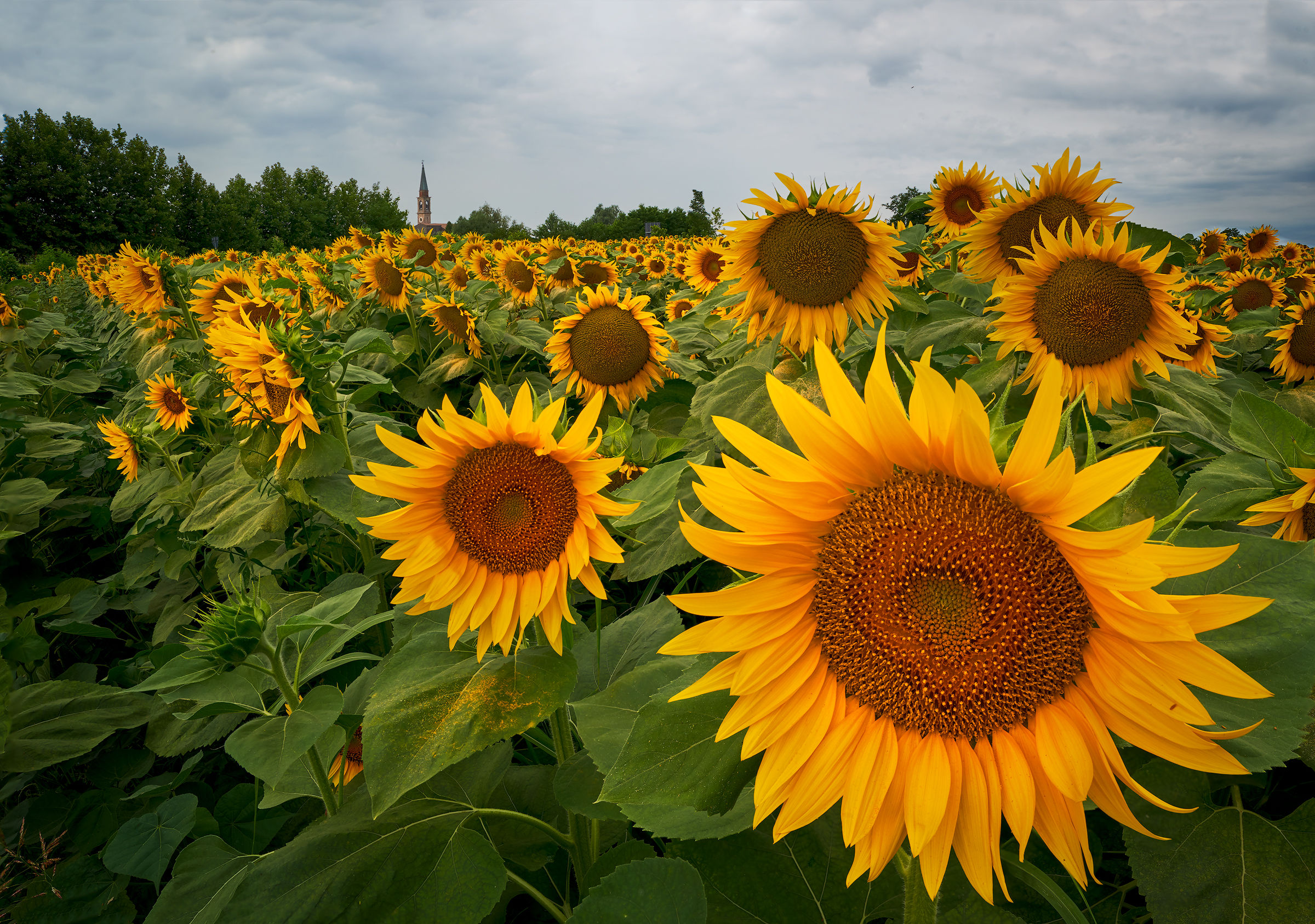 Sunflowers