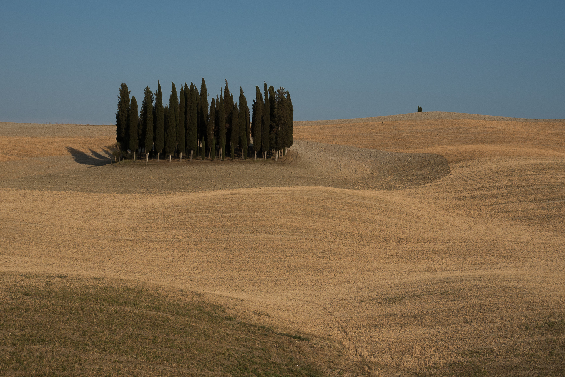 Cipressi di San Quirico d'Orcia