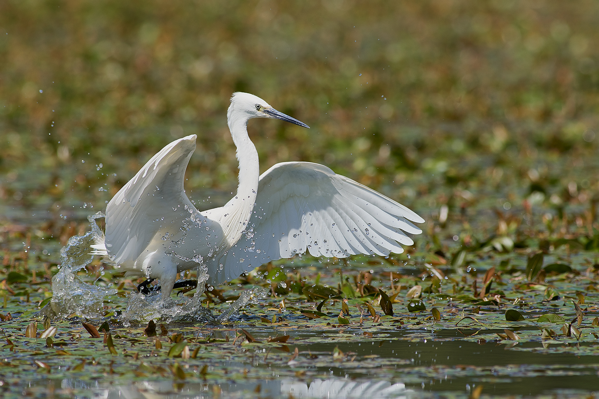 Egret