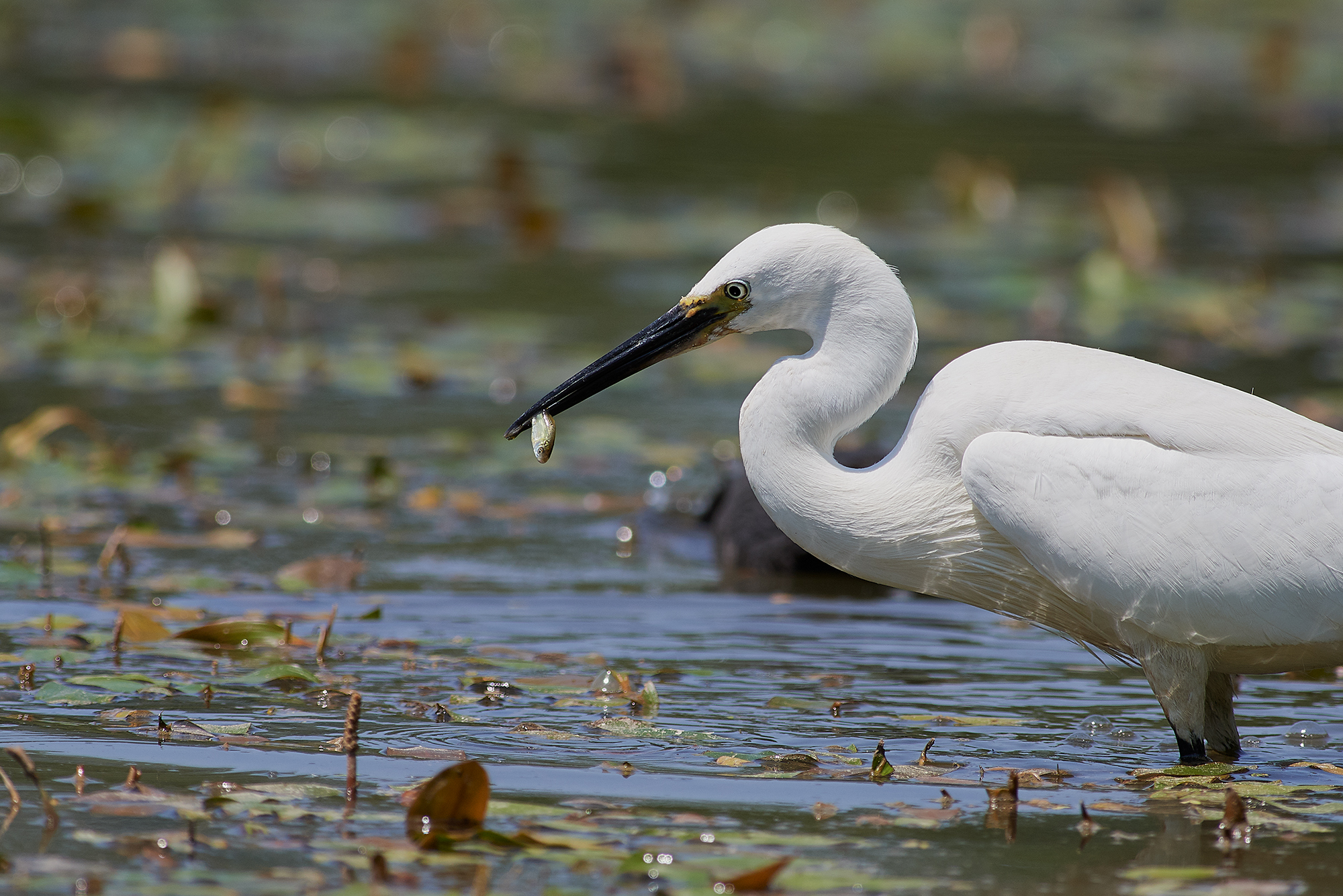 Egret