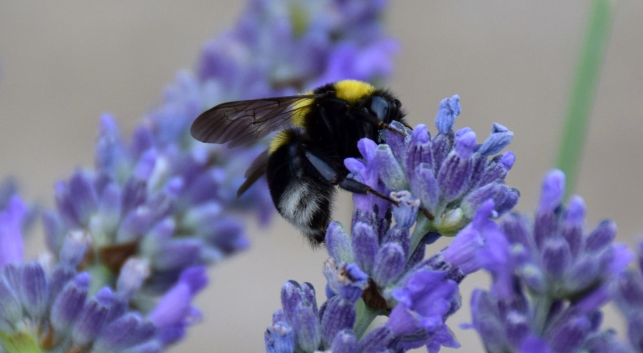 Bee and lavender.1