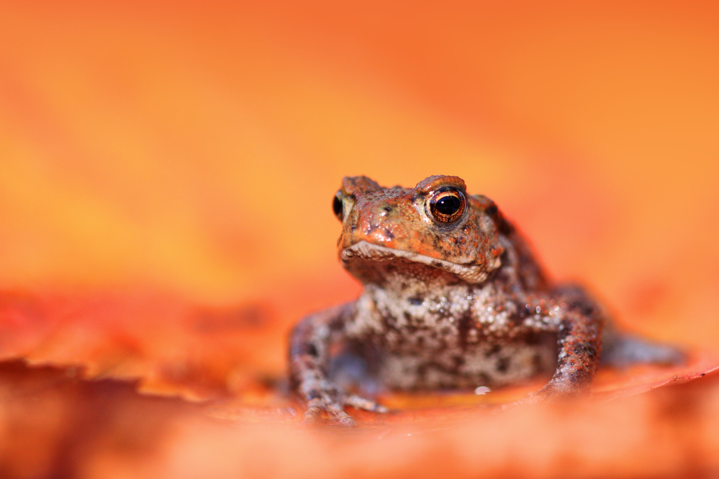 Automn luce nella foresta