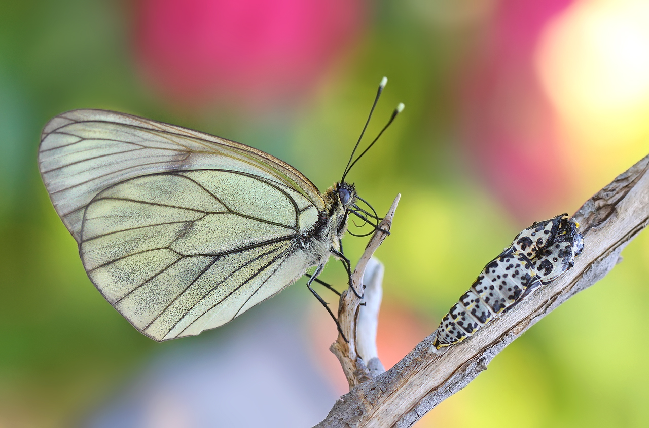 The first breath of color