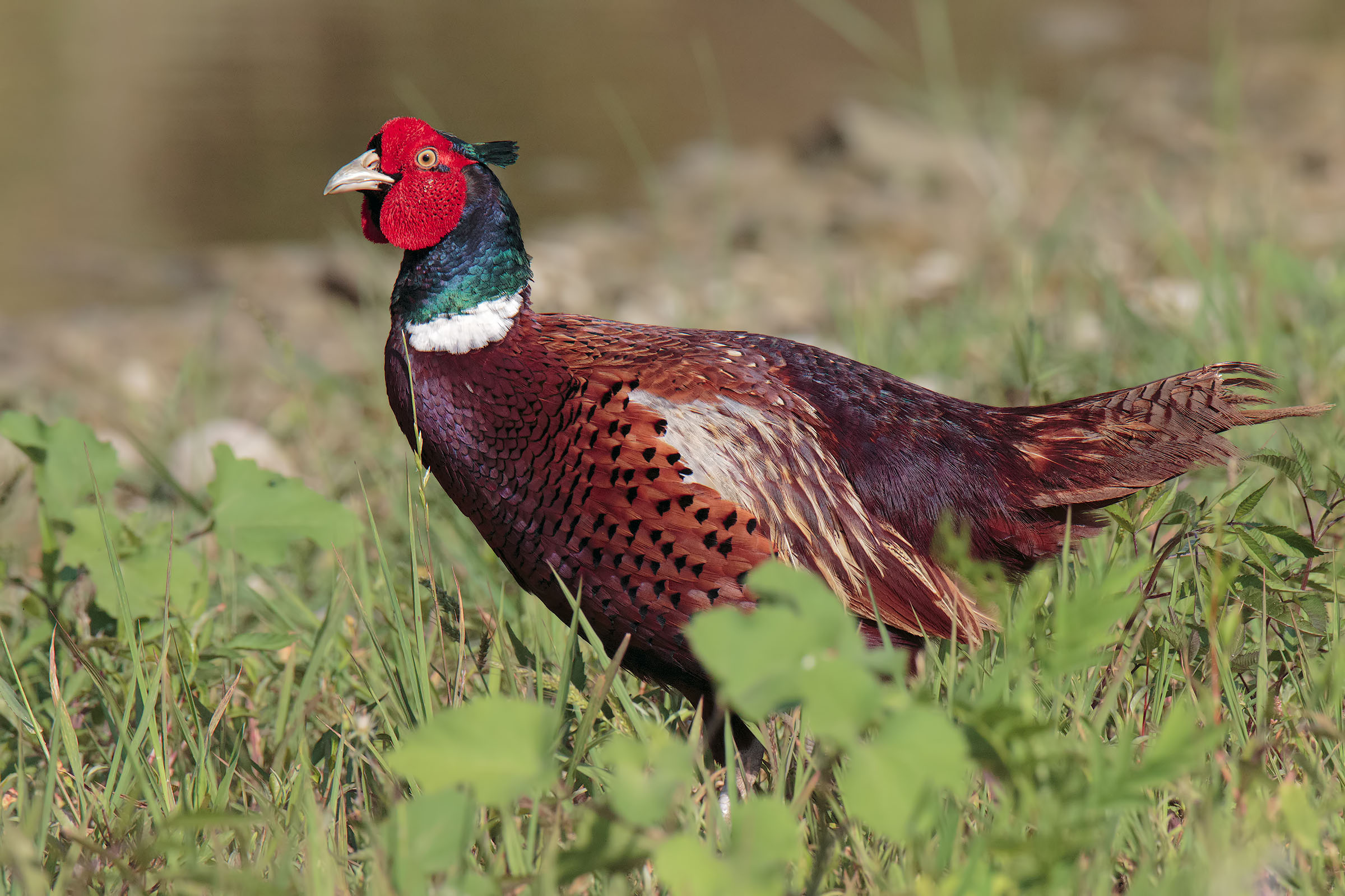 Pheasant de-coded