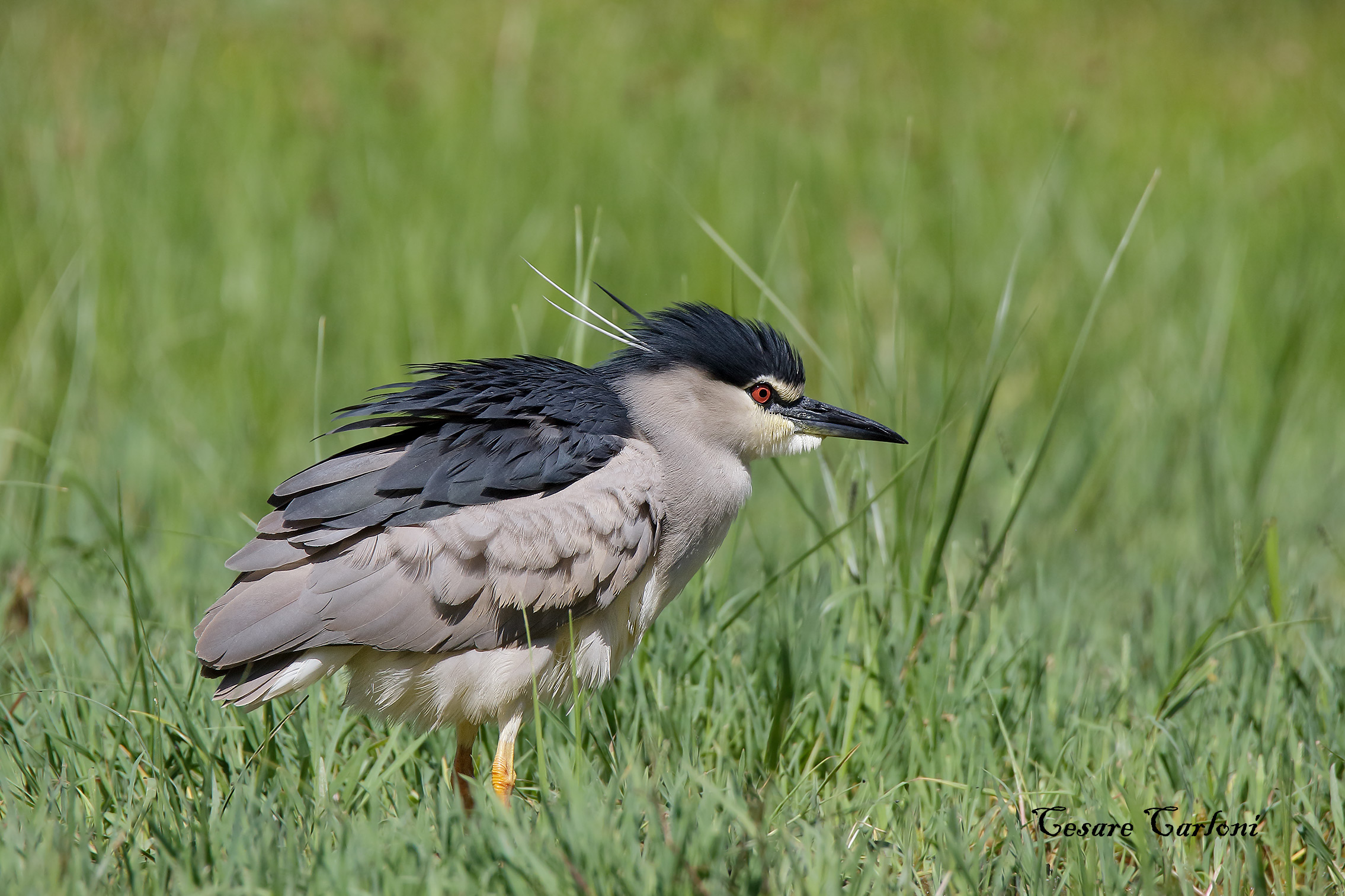 Nitticora (nycticoras nycticoras)