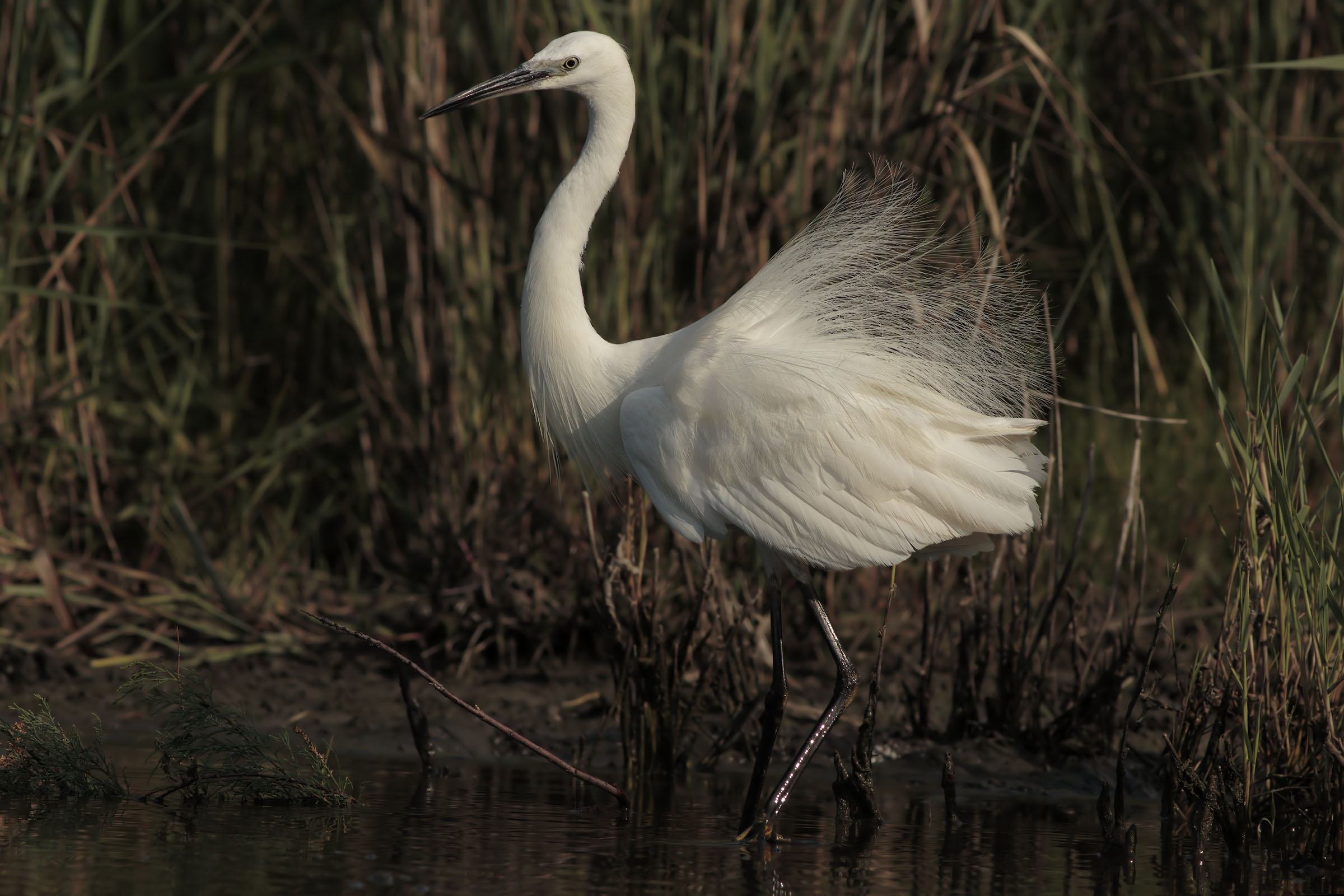 Egret