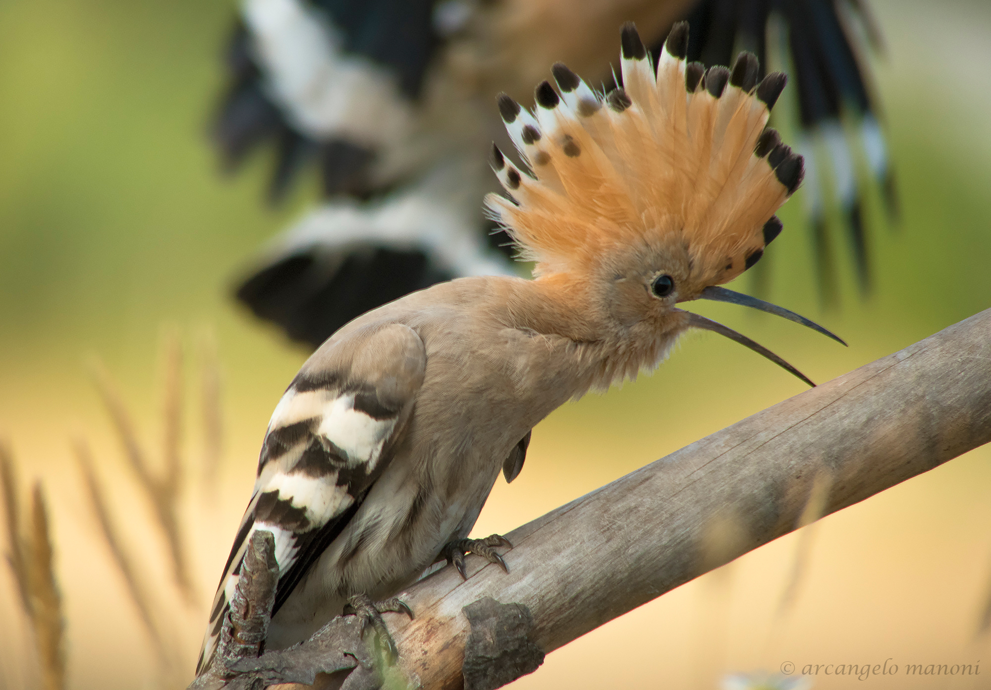 An 880 mm f4 for the upupa