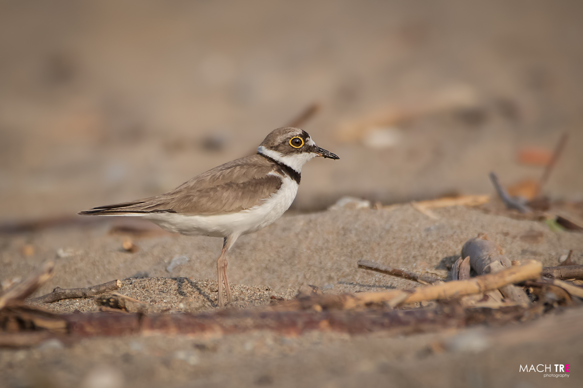 Corriere piccolo (Charadrius dubius)